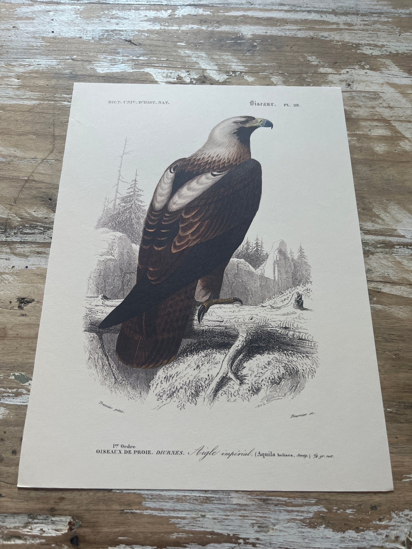 Planche Histoire Naturelle