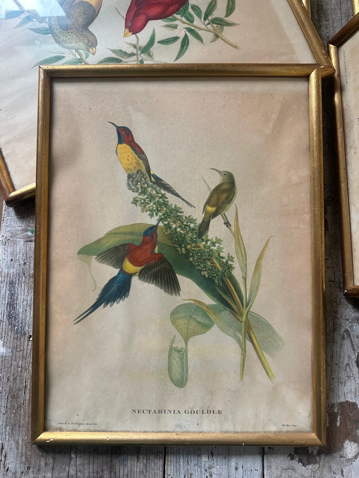 Gravures aux oiseaux