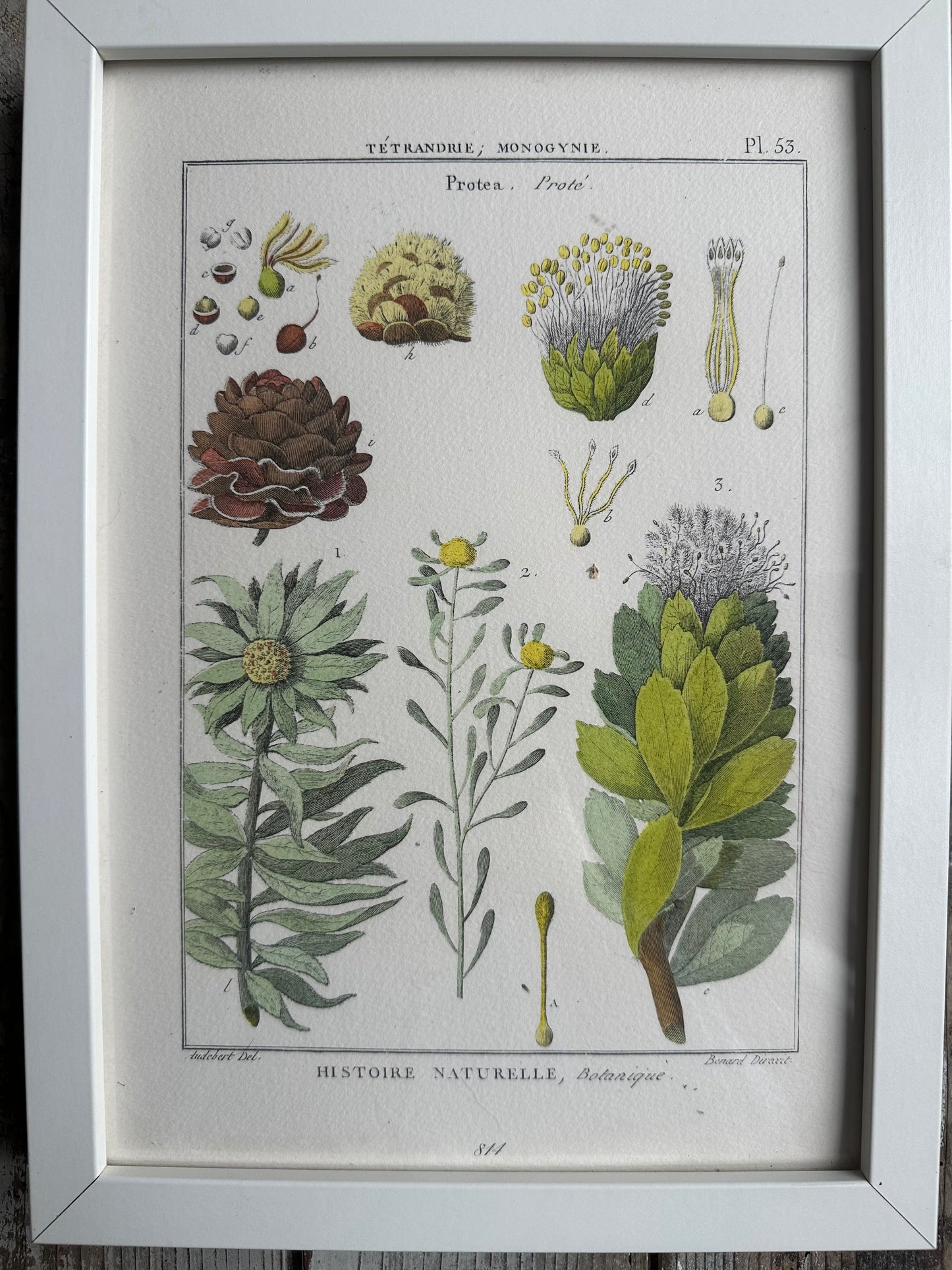 Planche encadrée