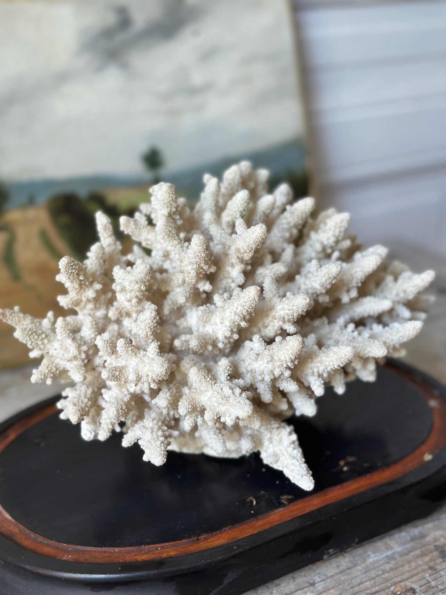 Corail blanc