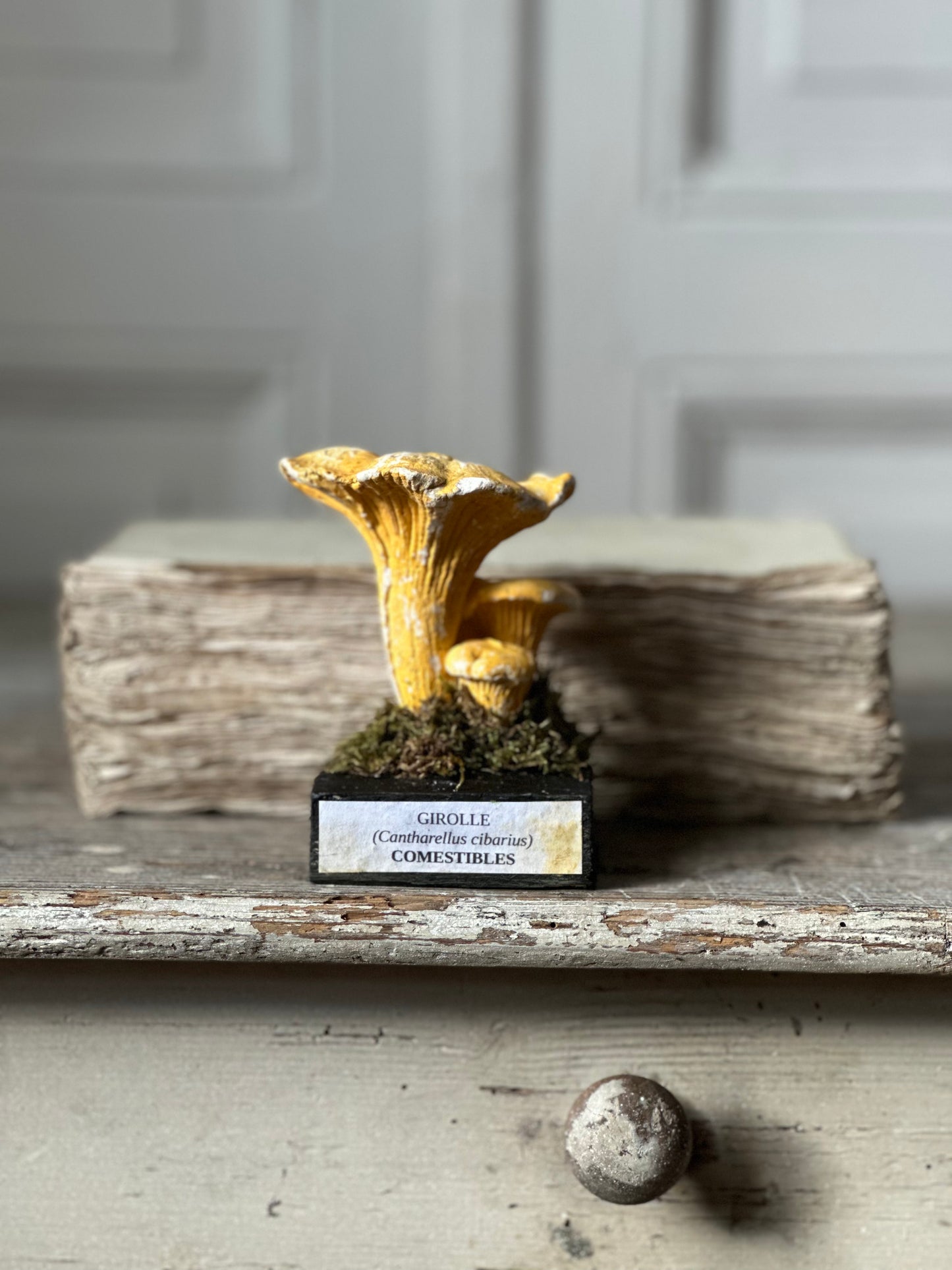 Girolles