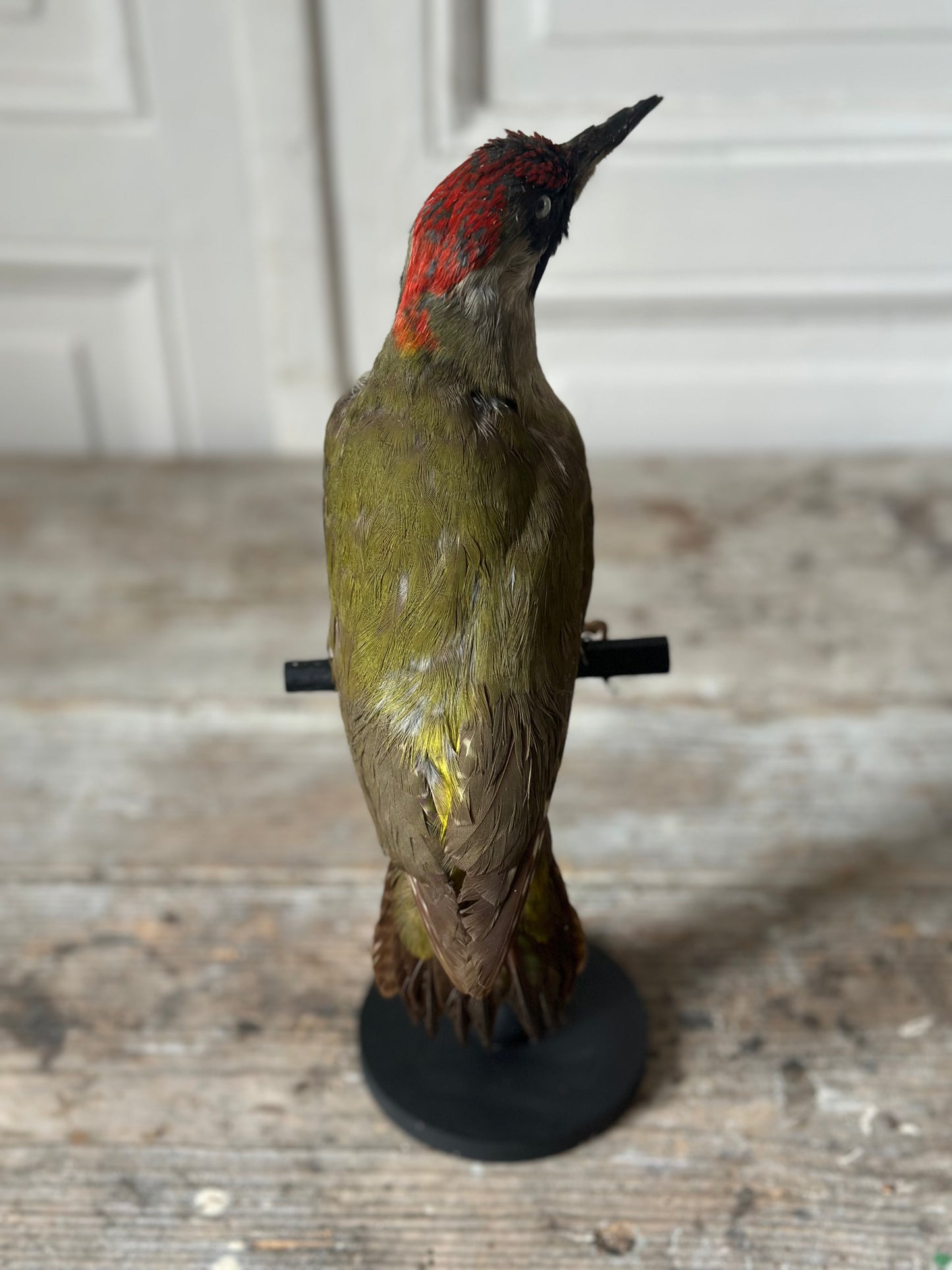 Pivert