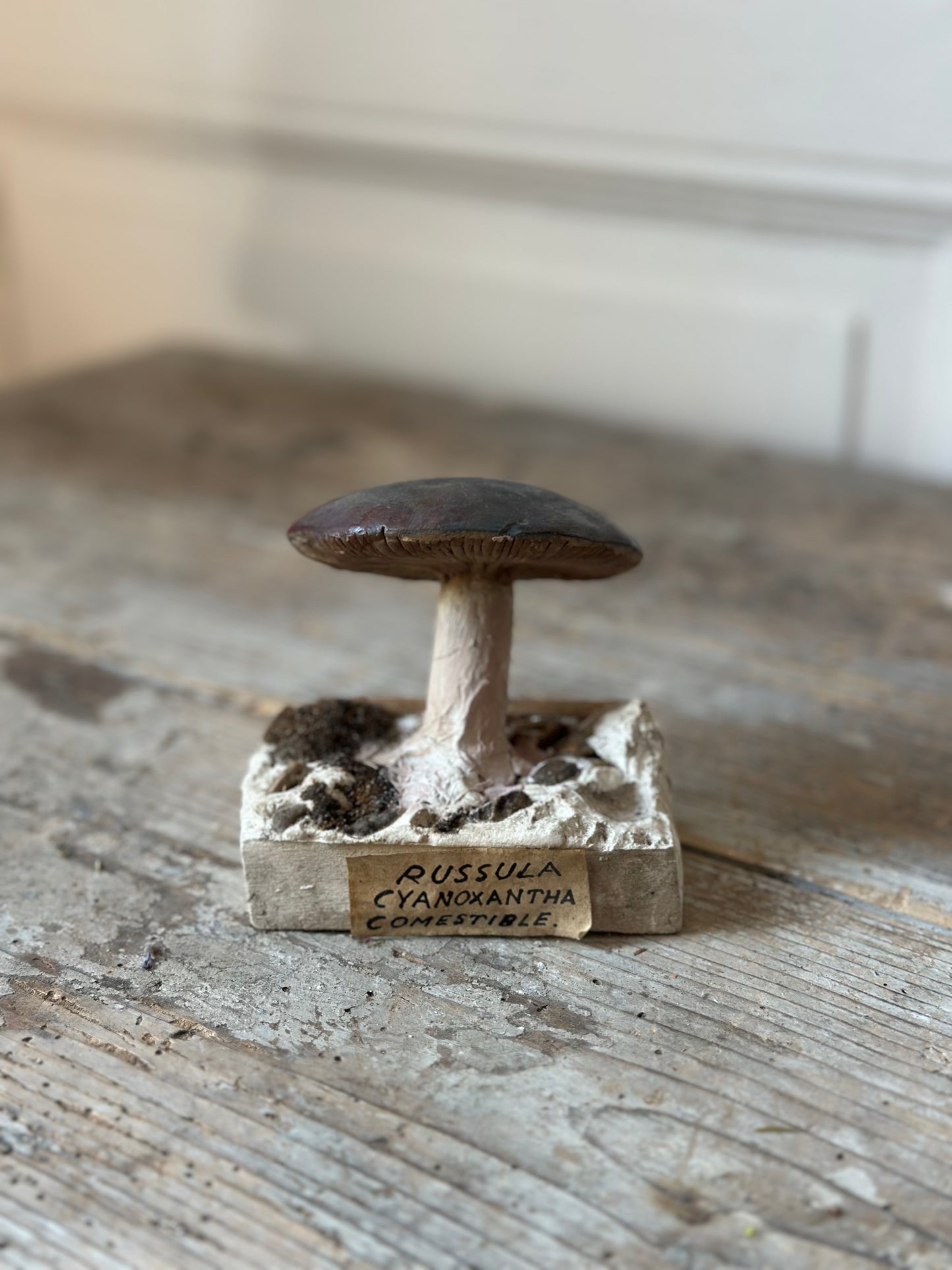 Russula
