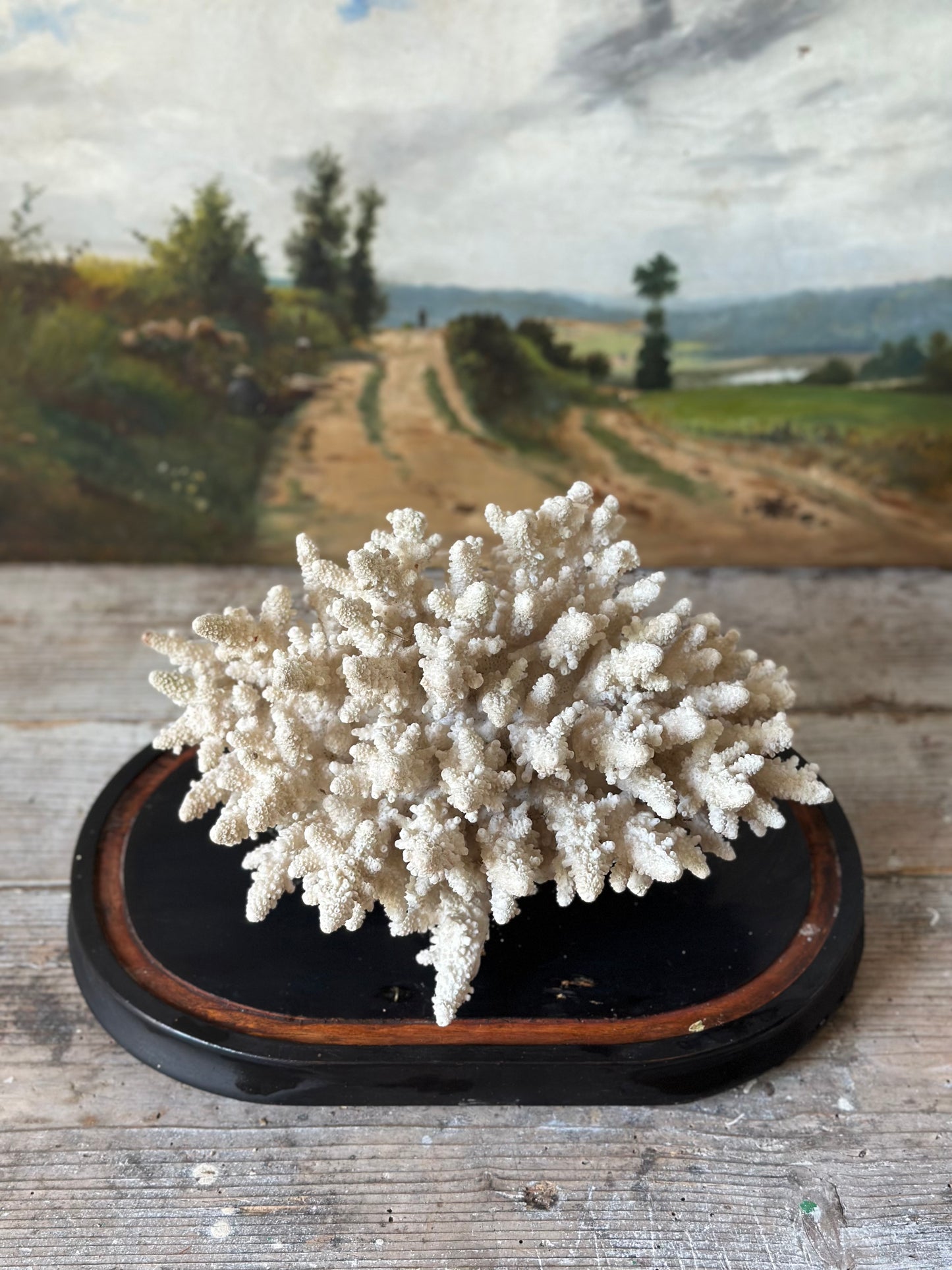 Corail blanc