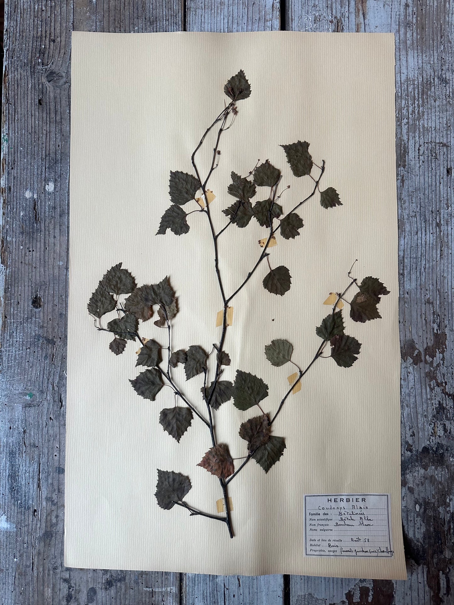 Herbier