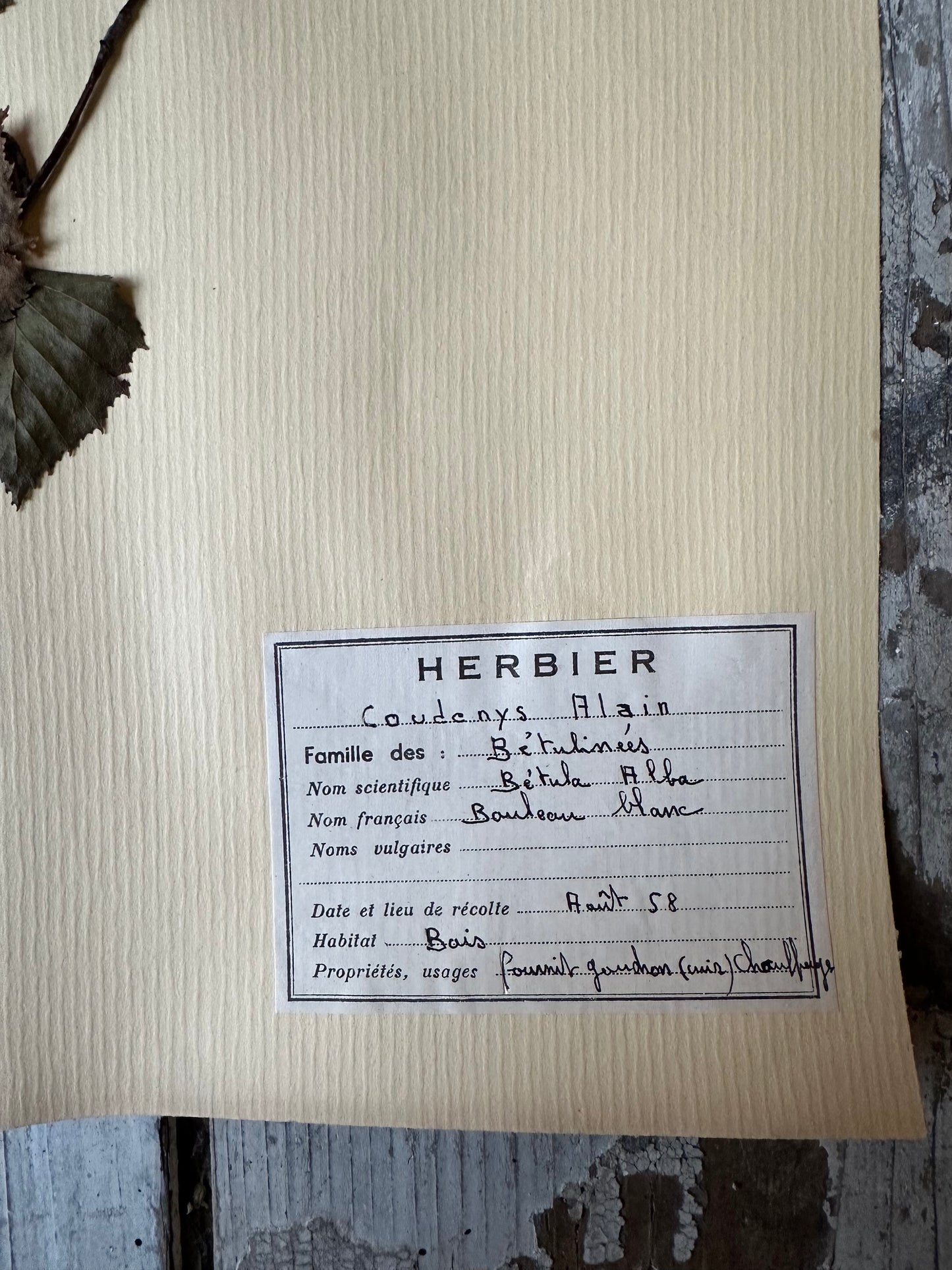 Herbier