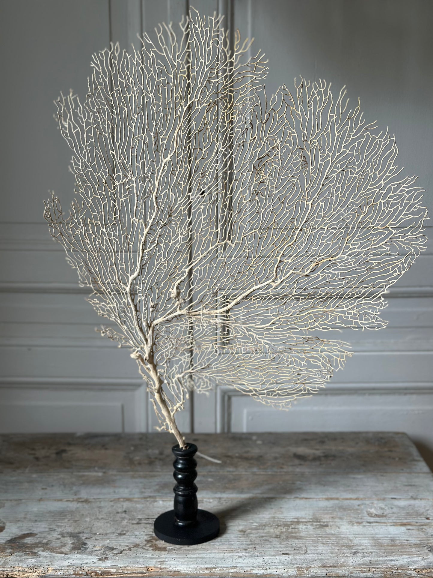 Gorgone blanche