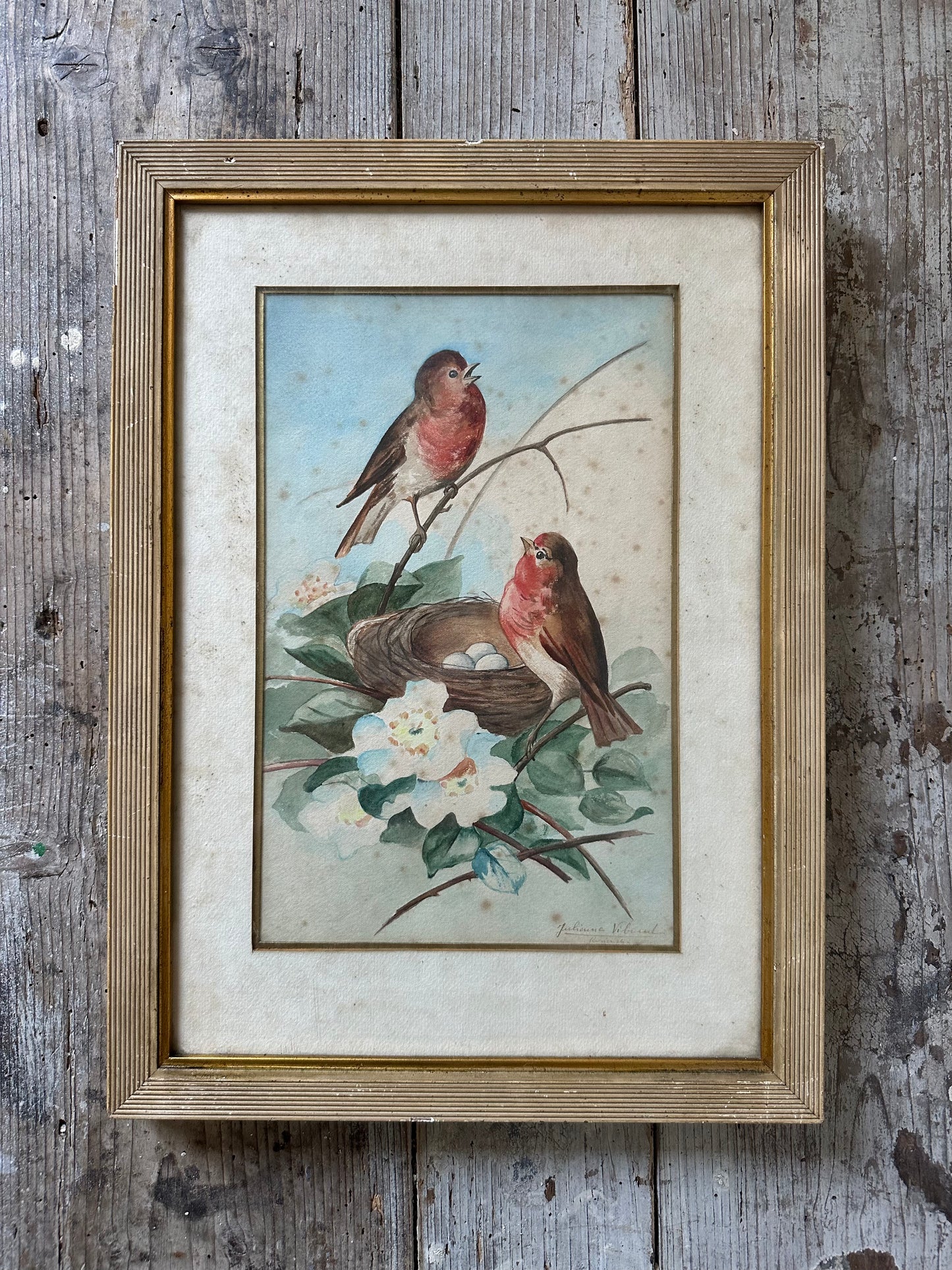 Aquarelles aux oiseaux