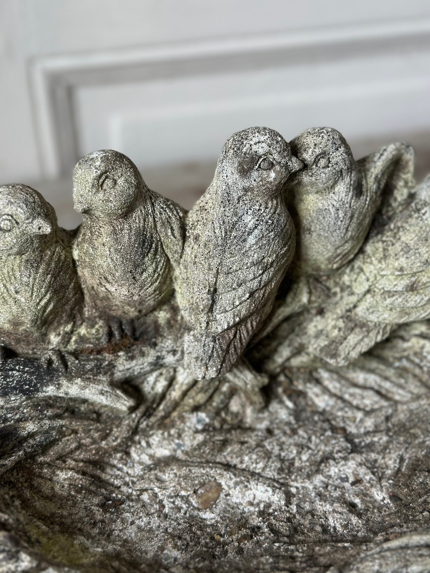 Bain d’oiseaux