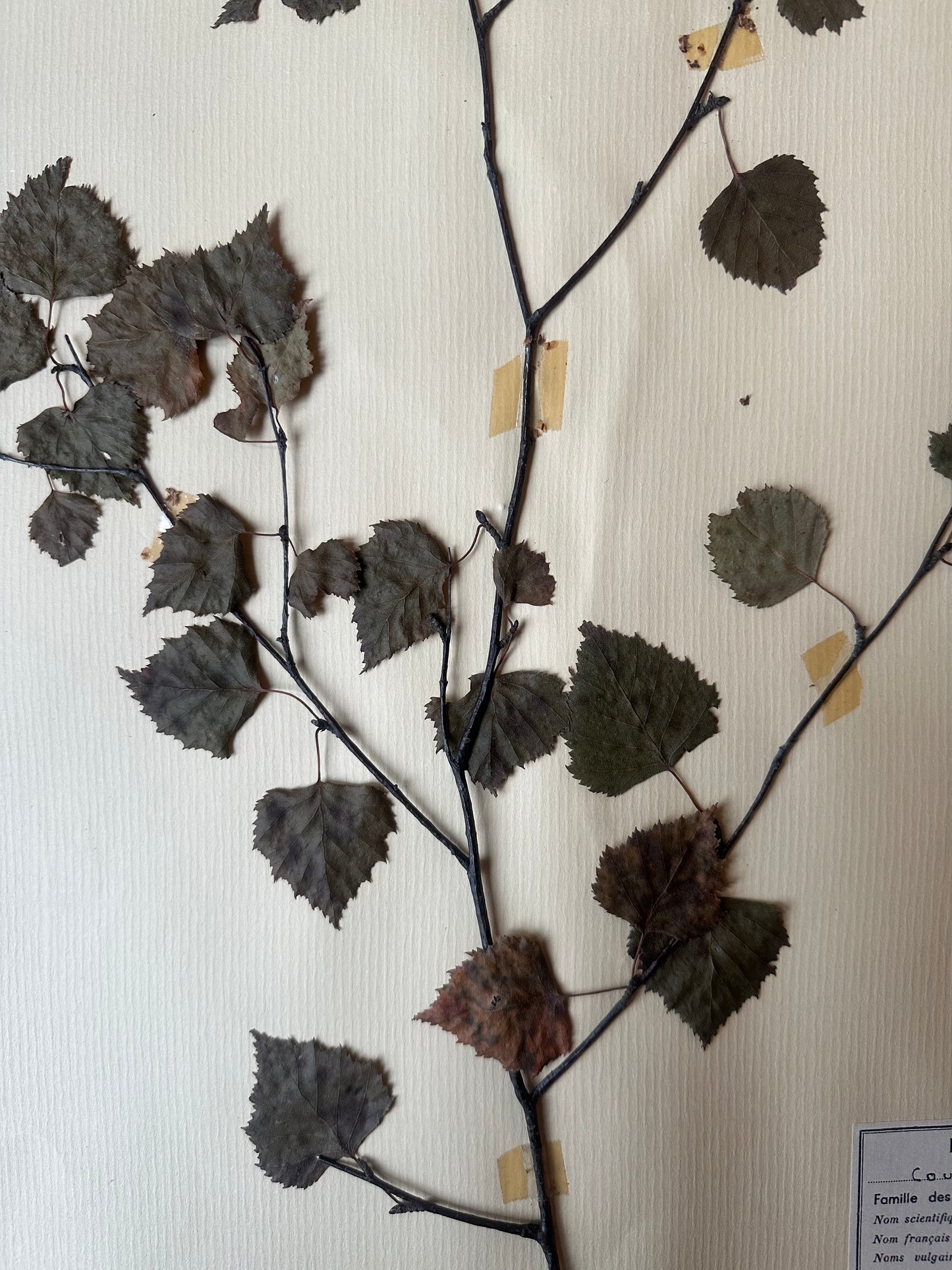 Herbier