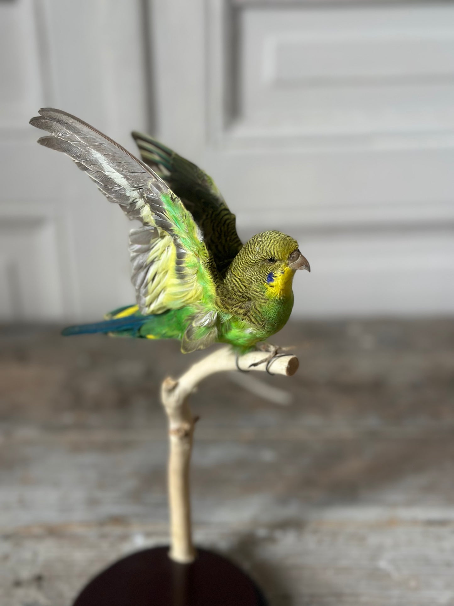 Perruche verte