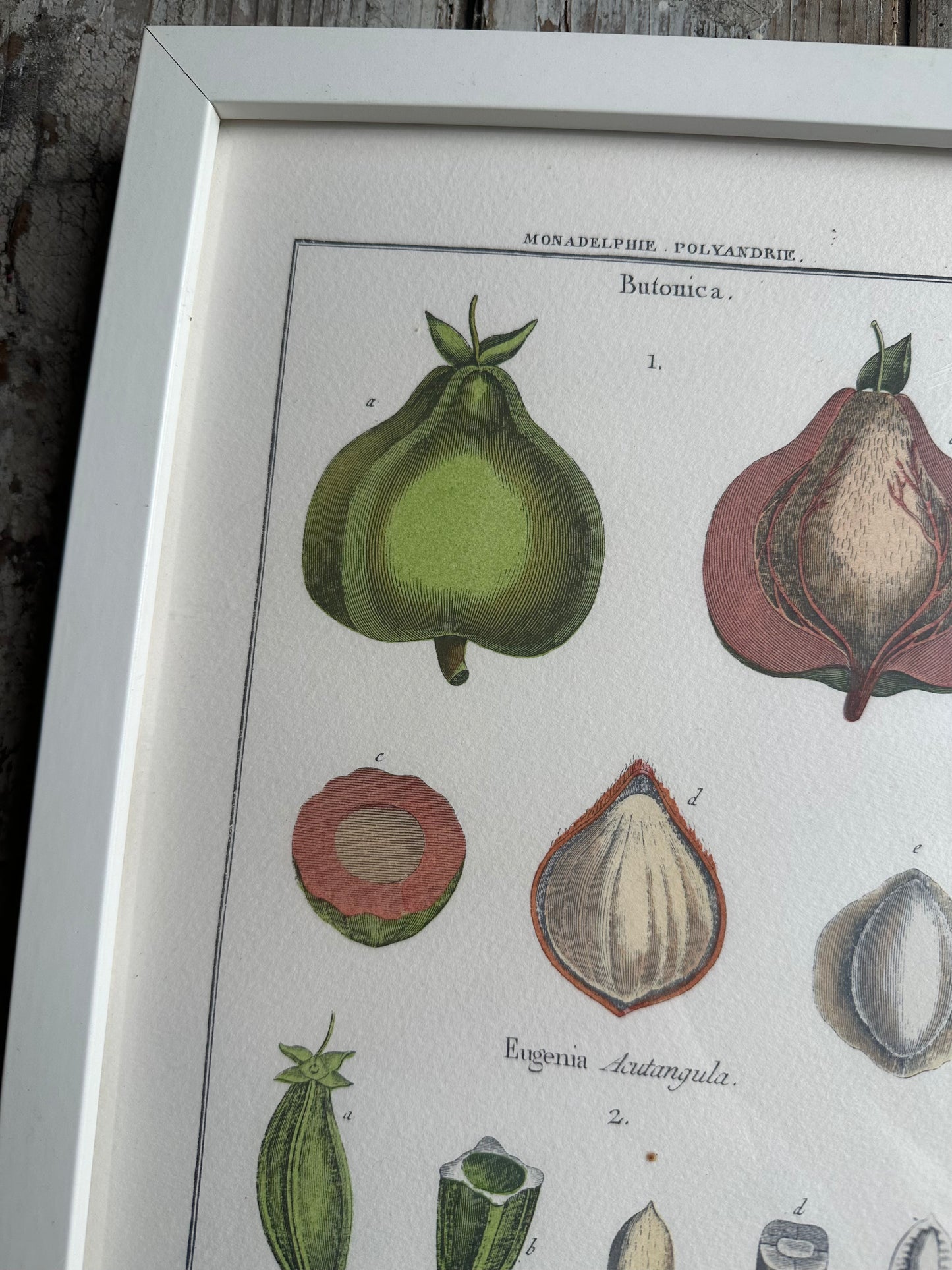 Planche encadrée