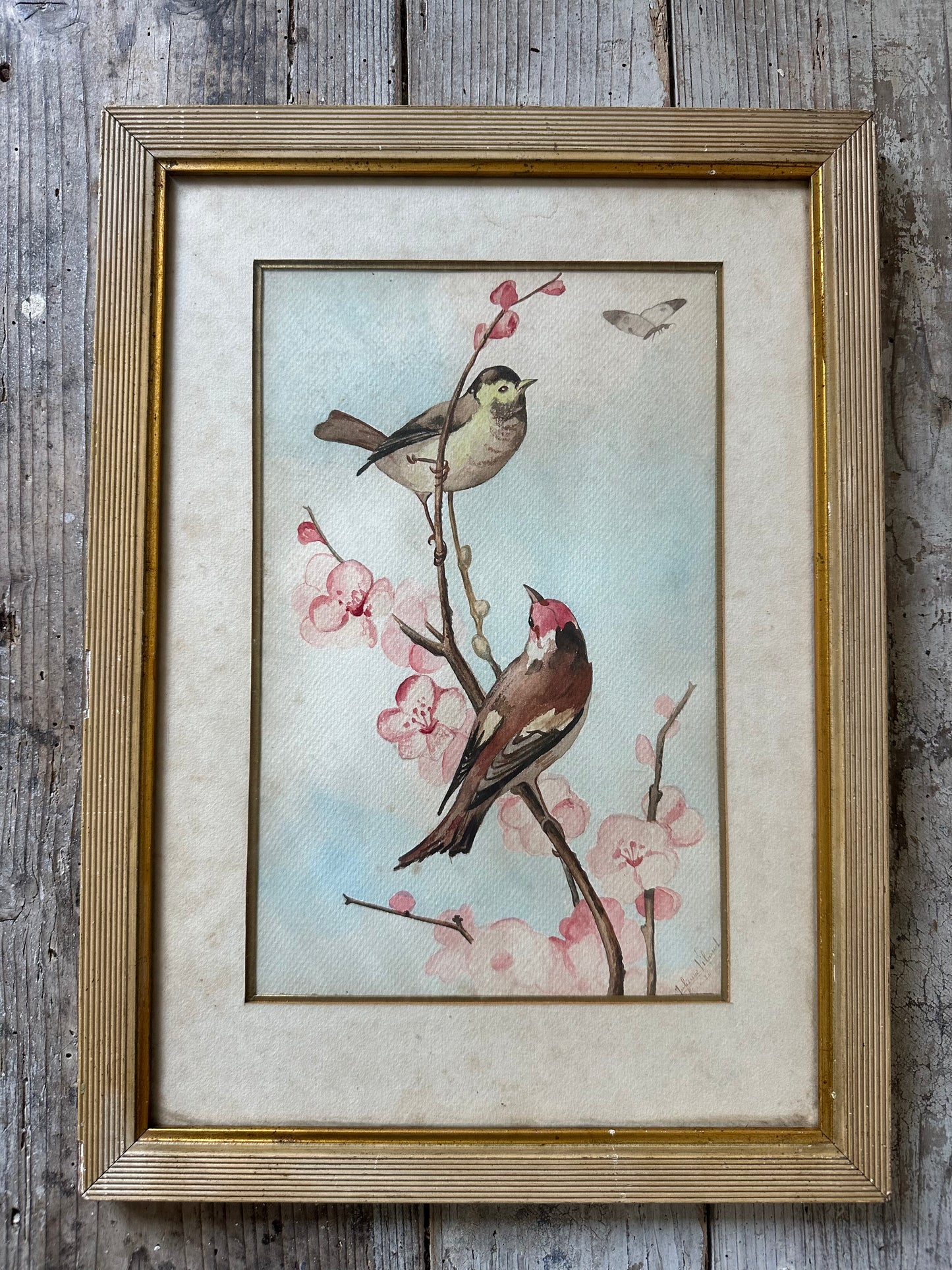 Aquarelles aux oiseaux