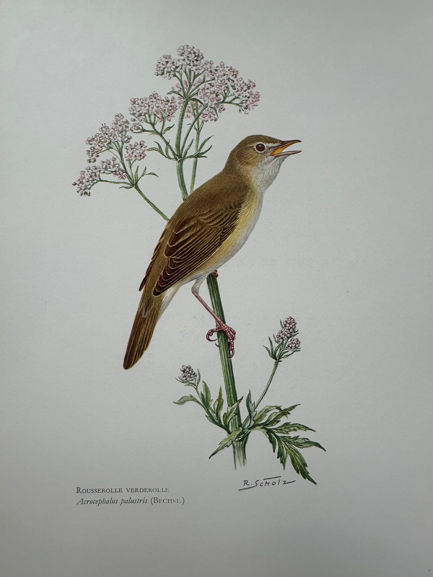 Rousserole verderolle