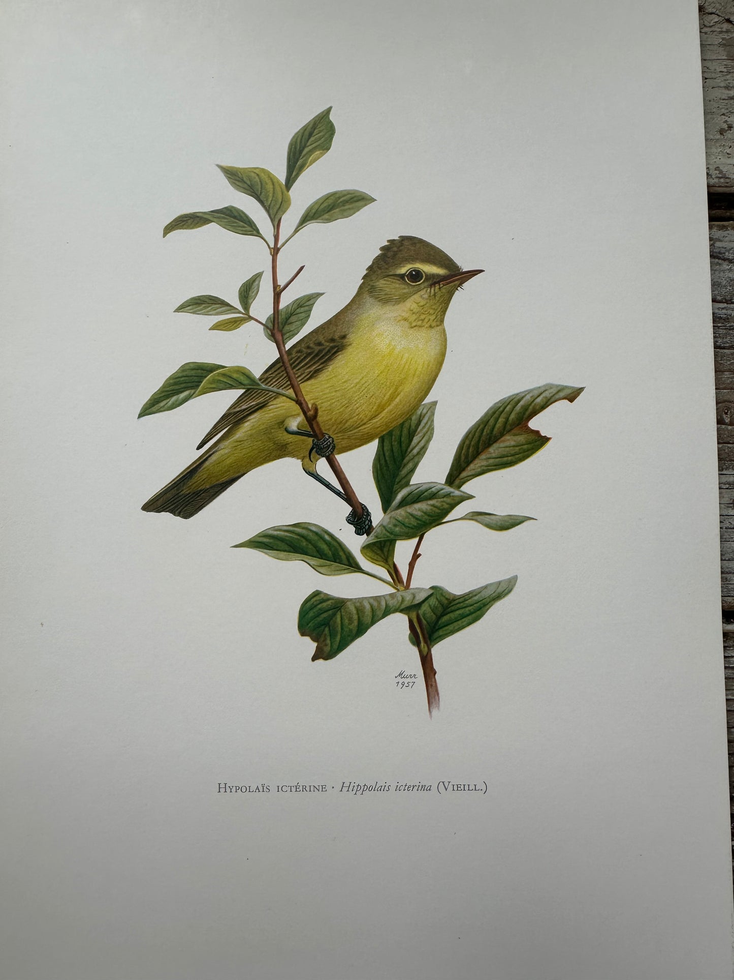 Hypolais icterine