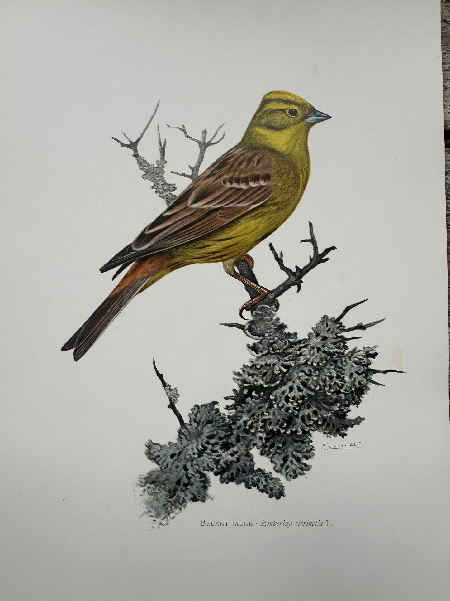 Bruant jaune