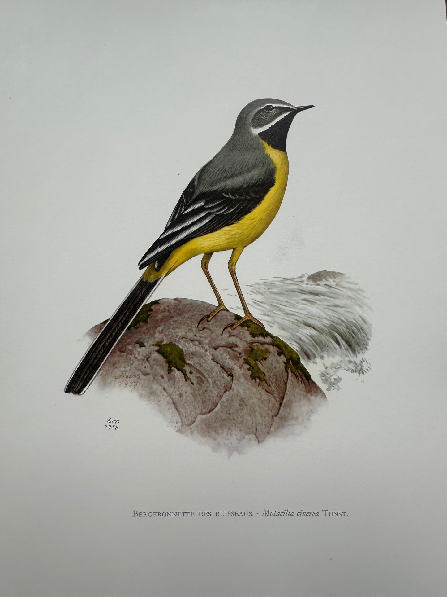 Bergeronette des ruisseaux