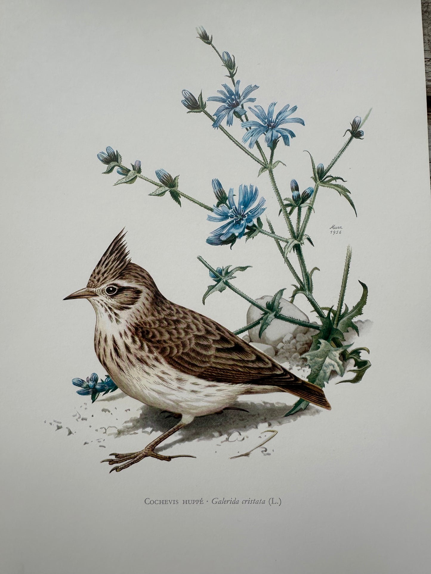 Cochevis huppé