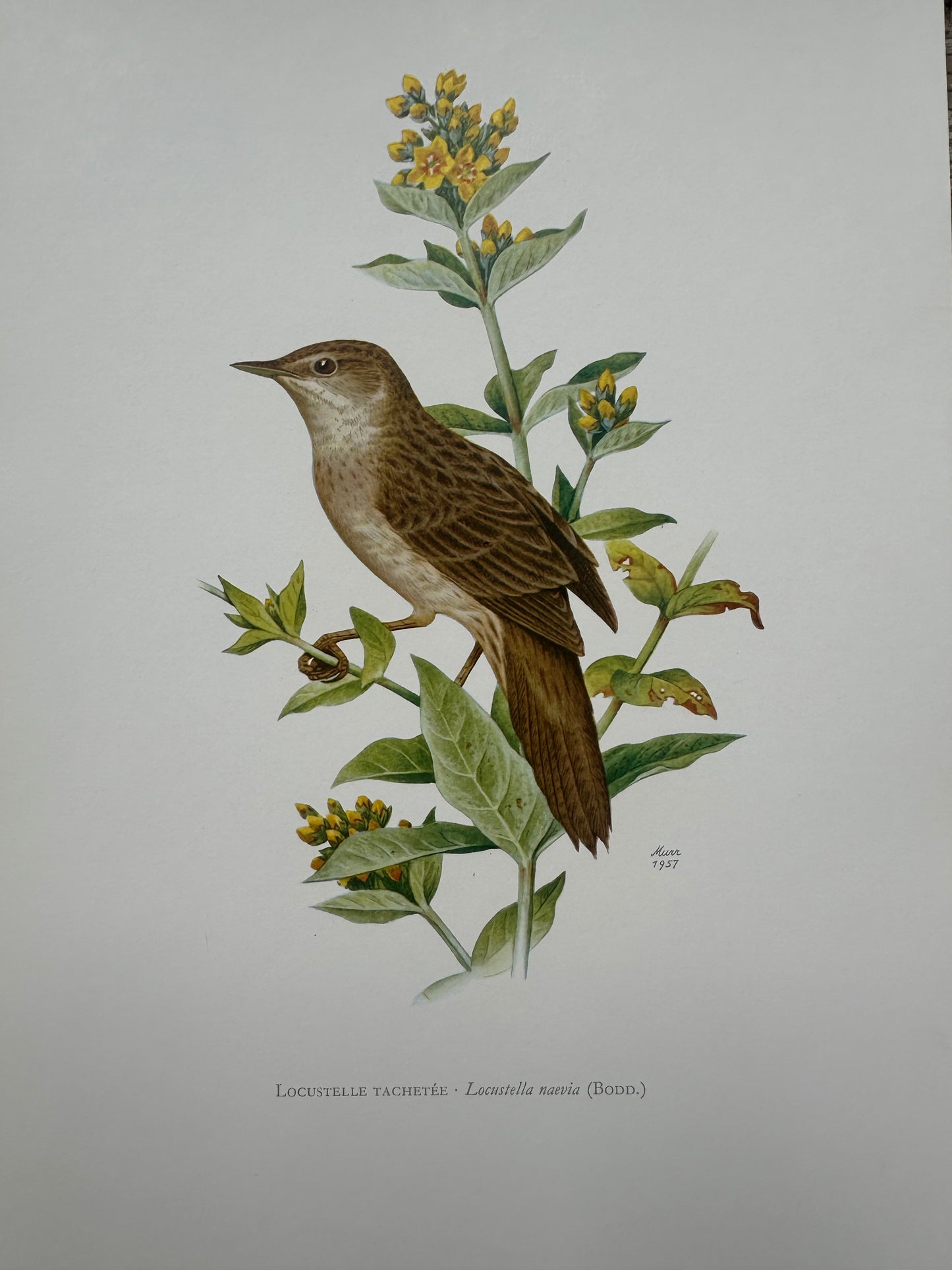 Locustelle tachetée