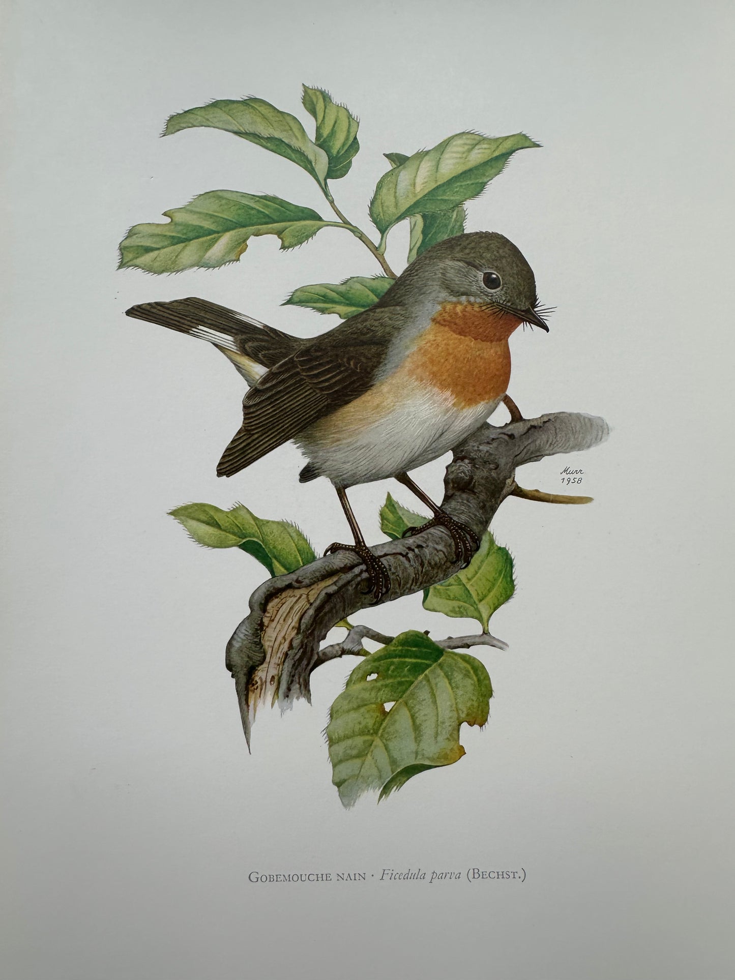 Gobemouche nain