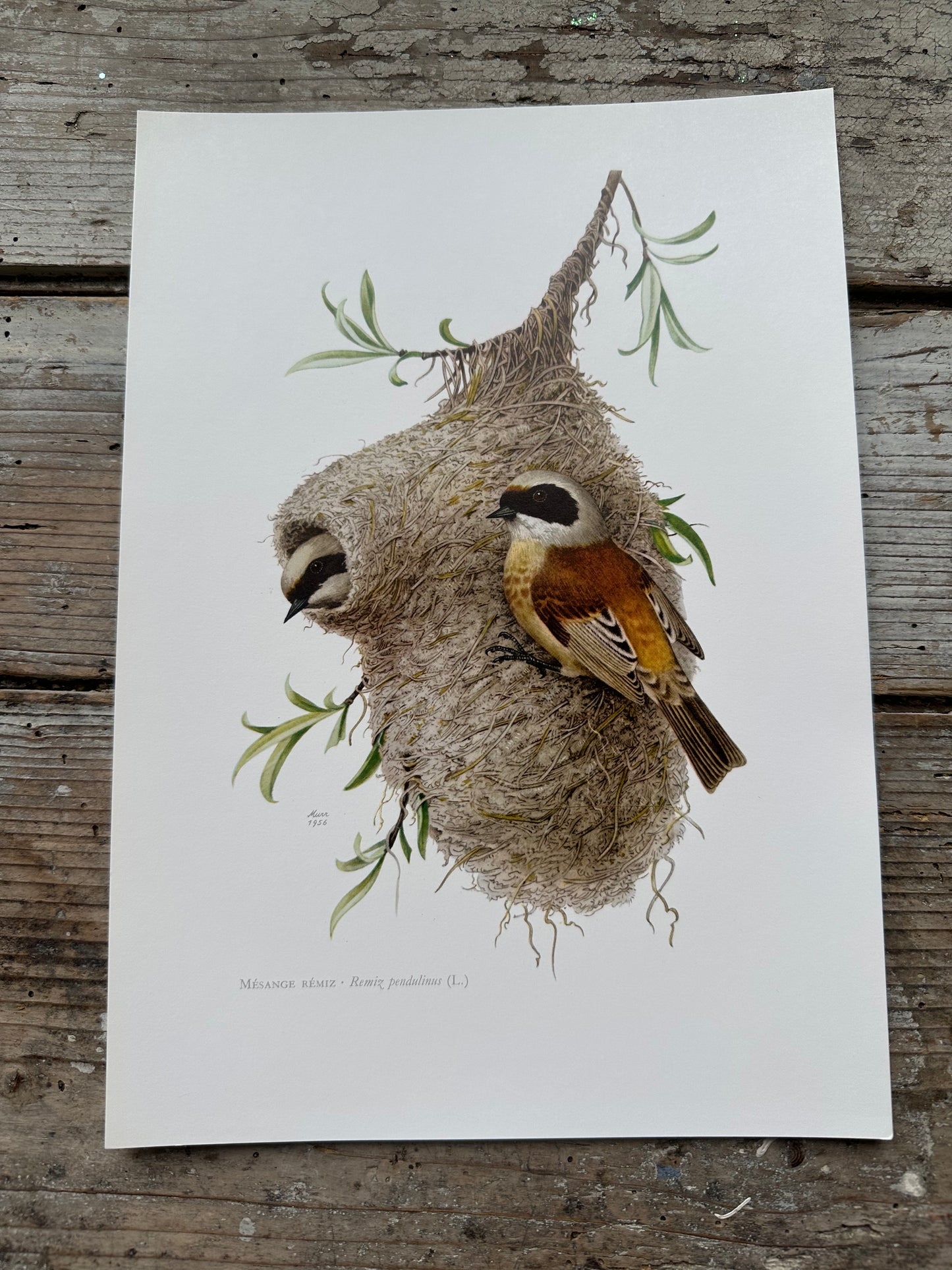 Mésange remiz
