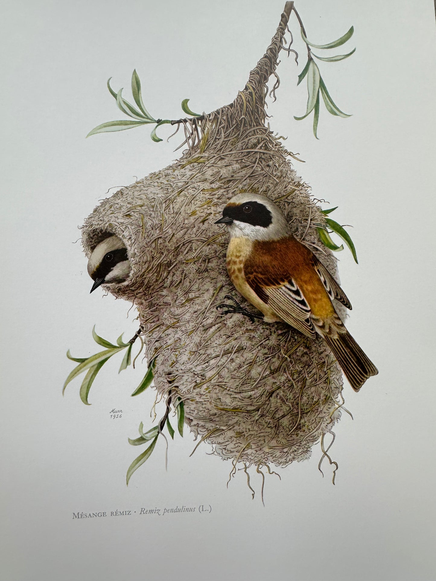 Mésange remiz