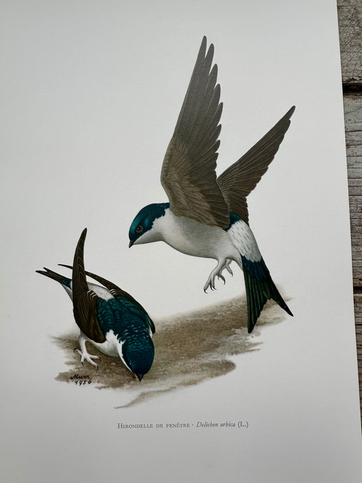 Hirondelle de fenêtre