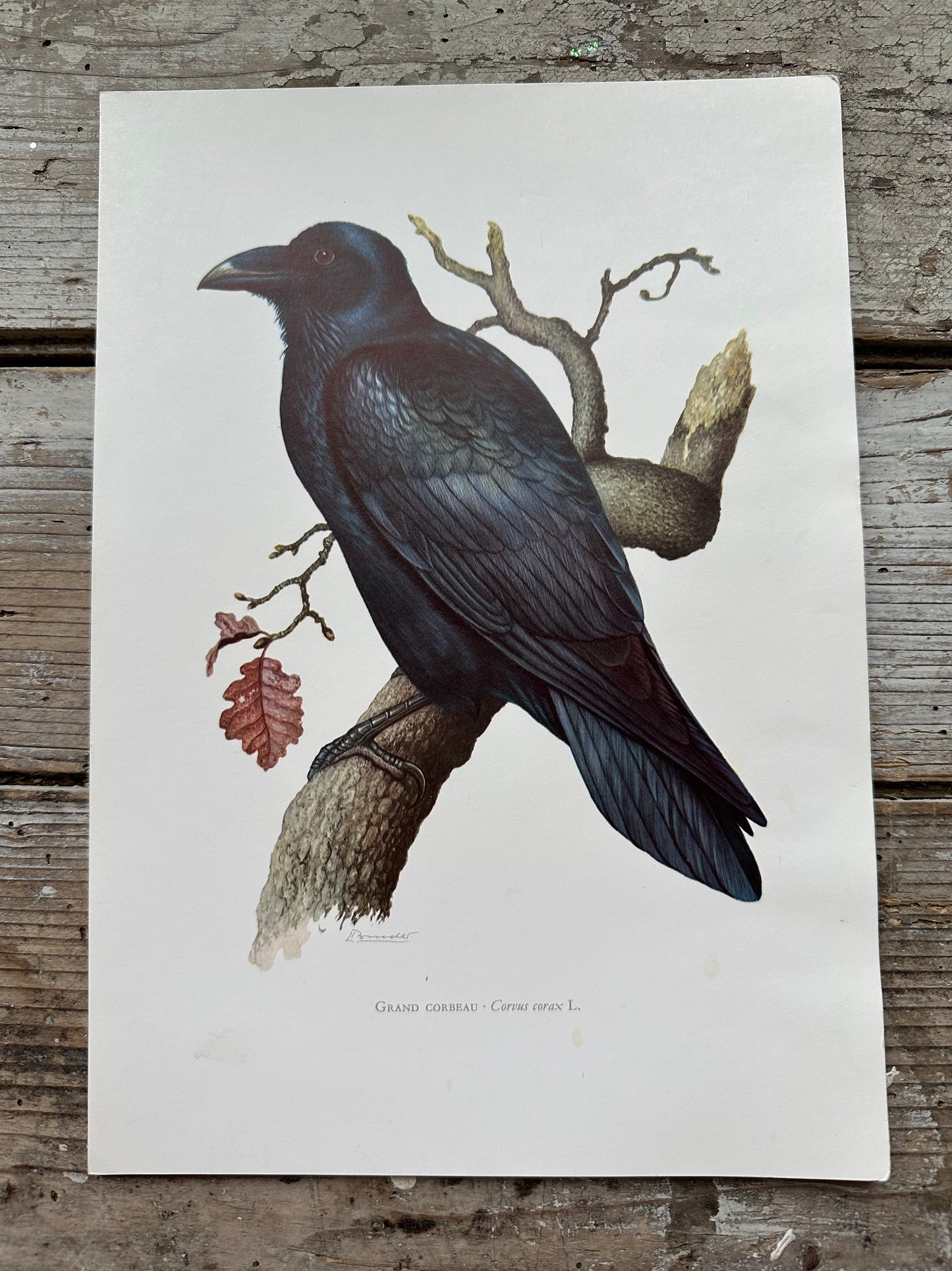 Grand corbeau