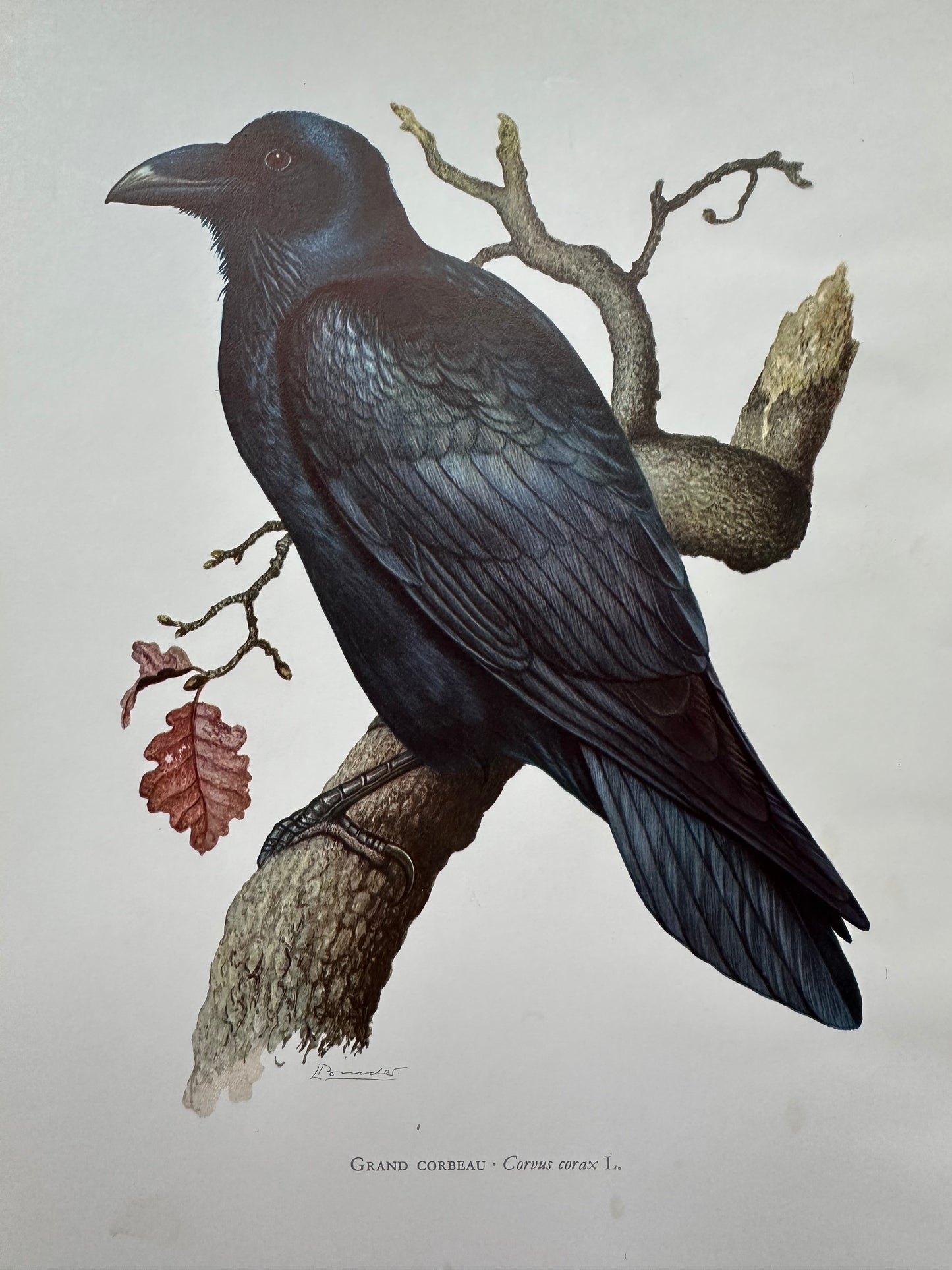 Grand corbeau