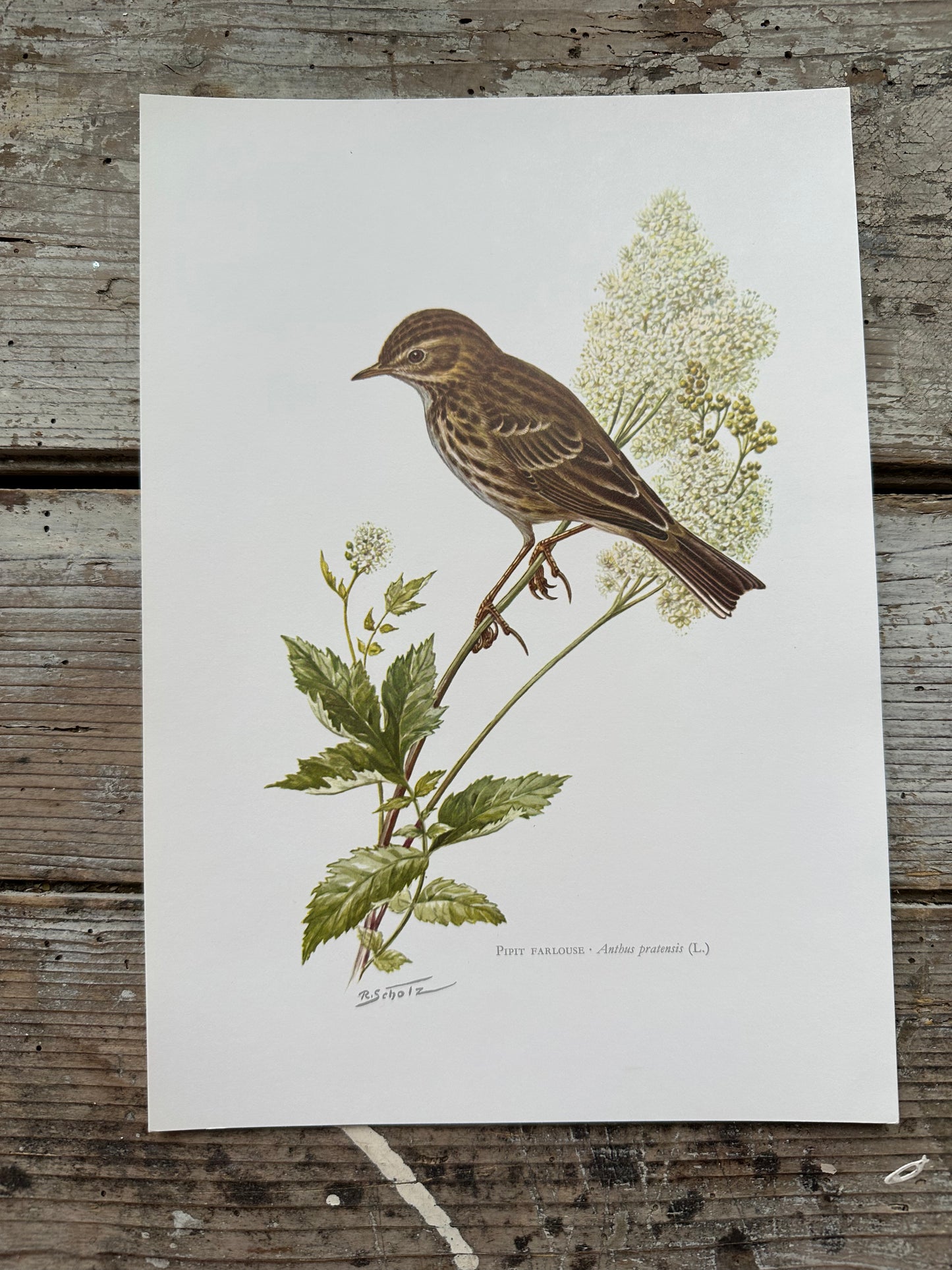 Pipit farlouse