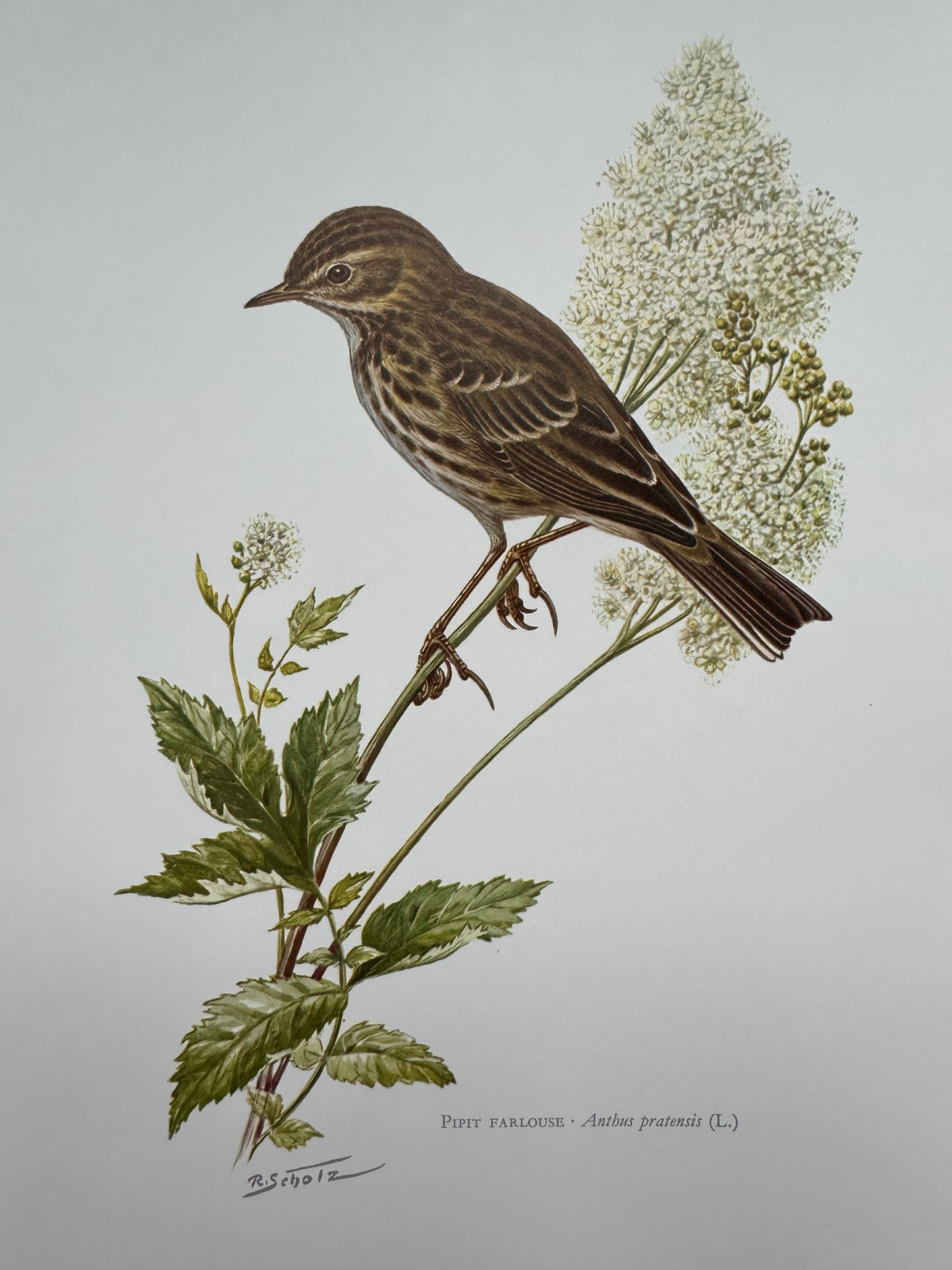 Pipit farlouse