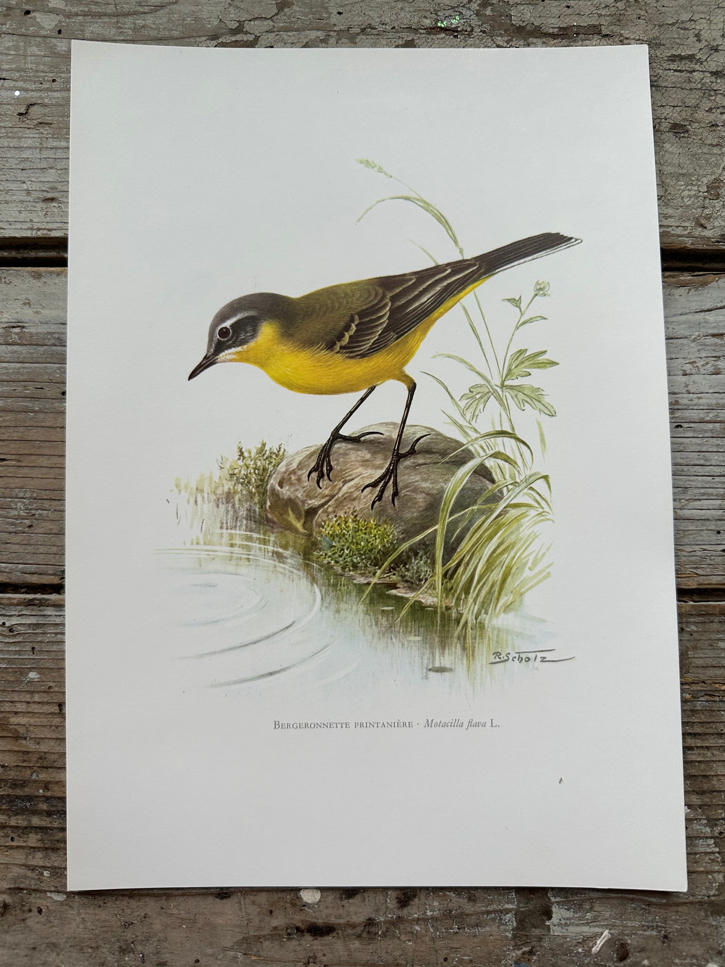 Bergeronnette printanière