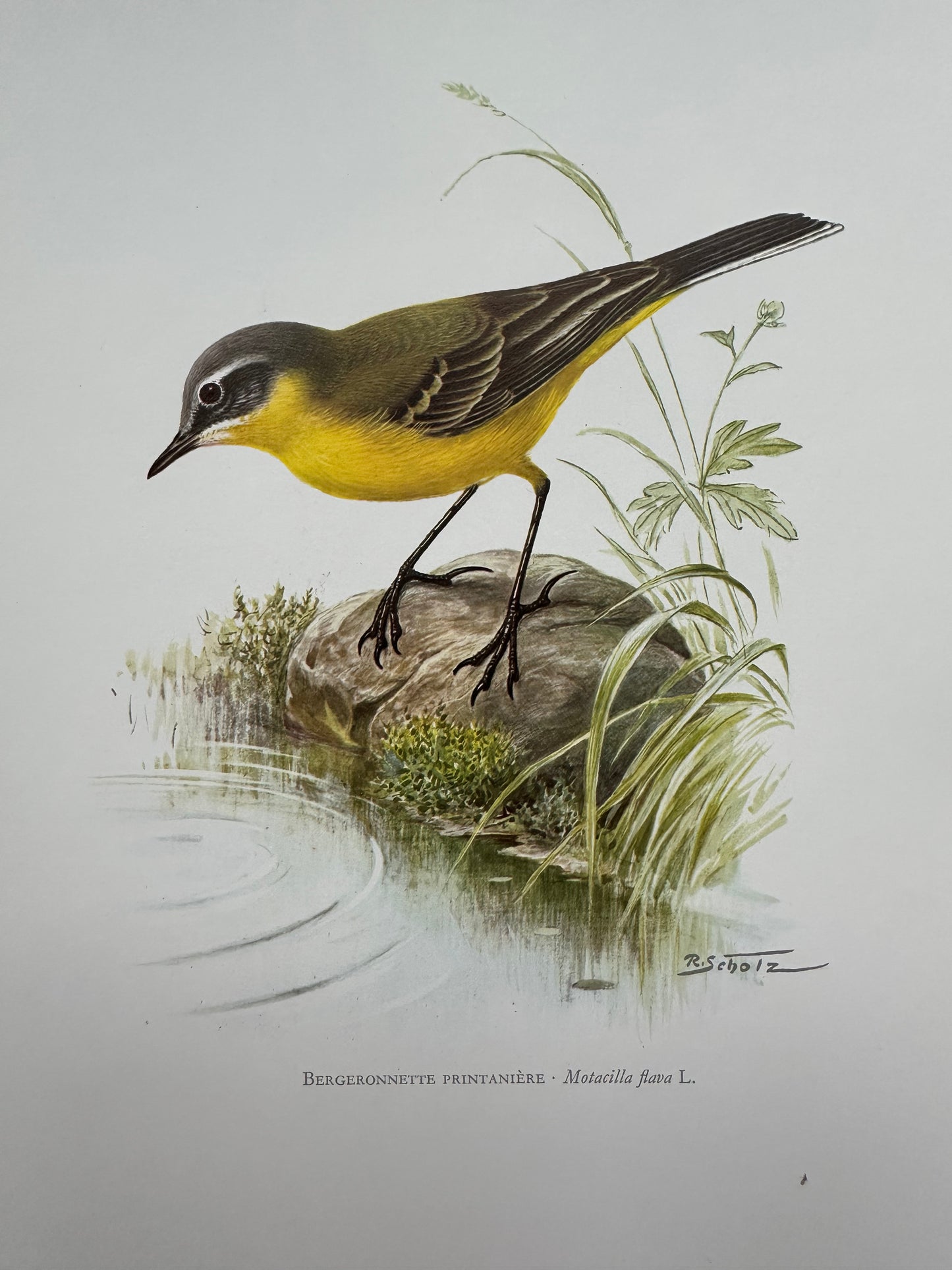 Bergeronnette printanière