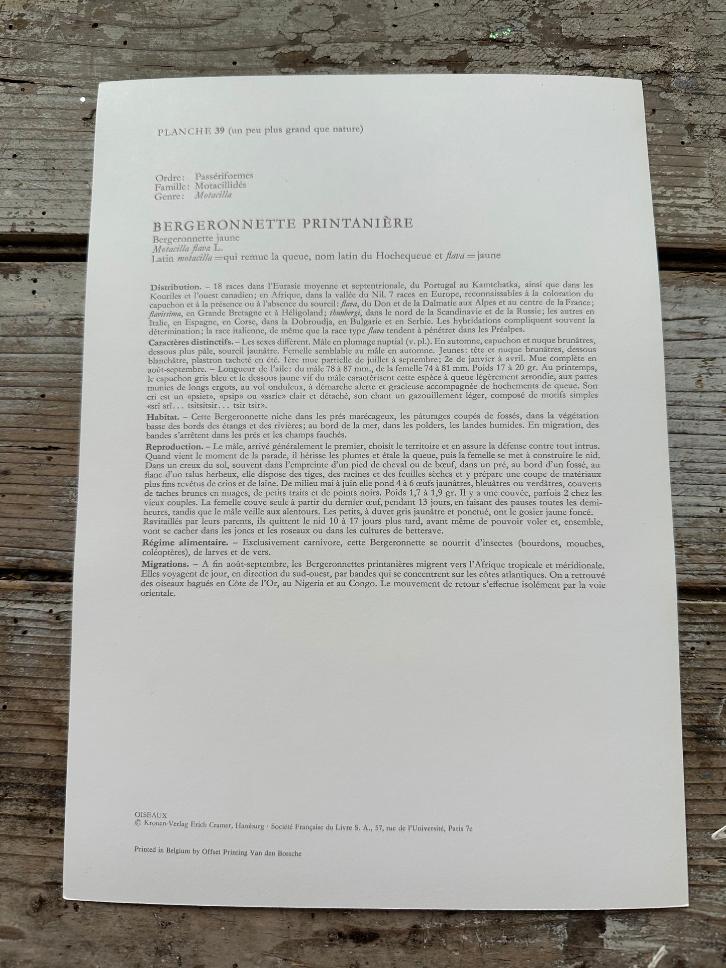 Bergeronnette printanière