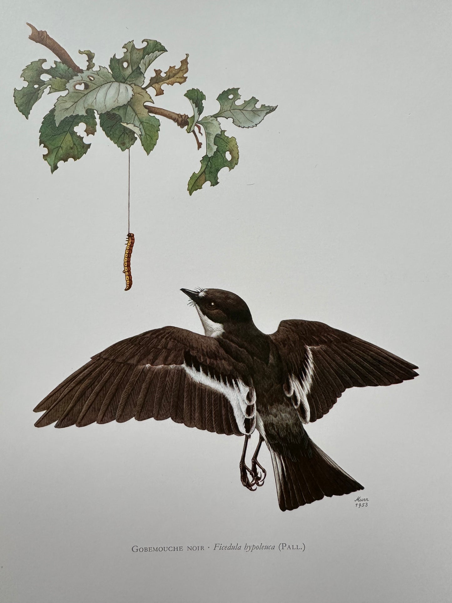 Gobemouche noir