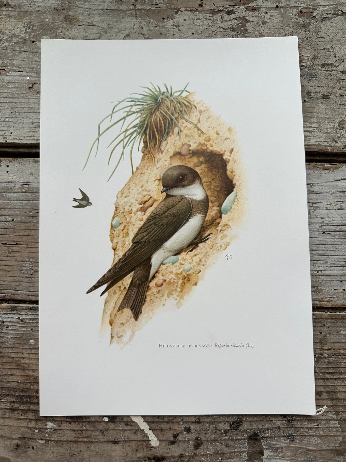Hirondelle de rivage