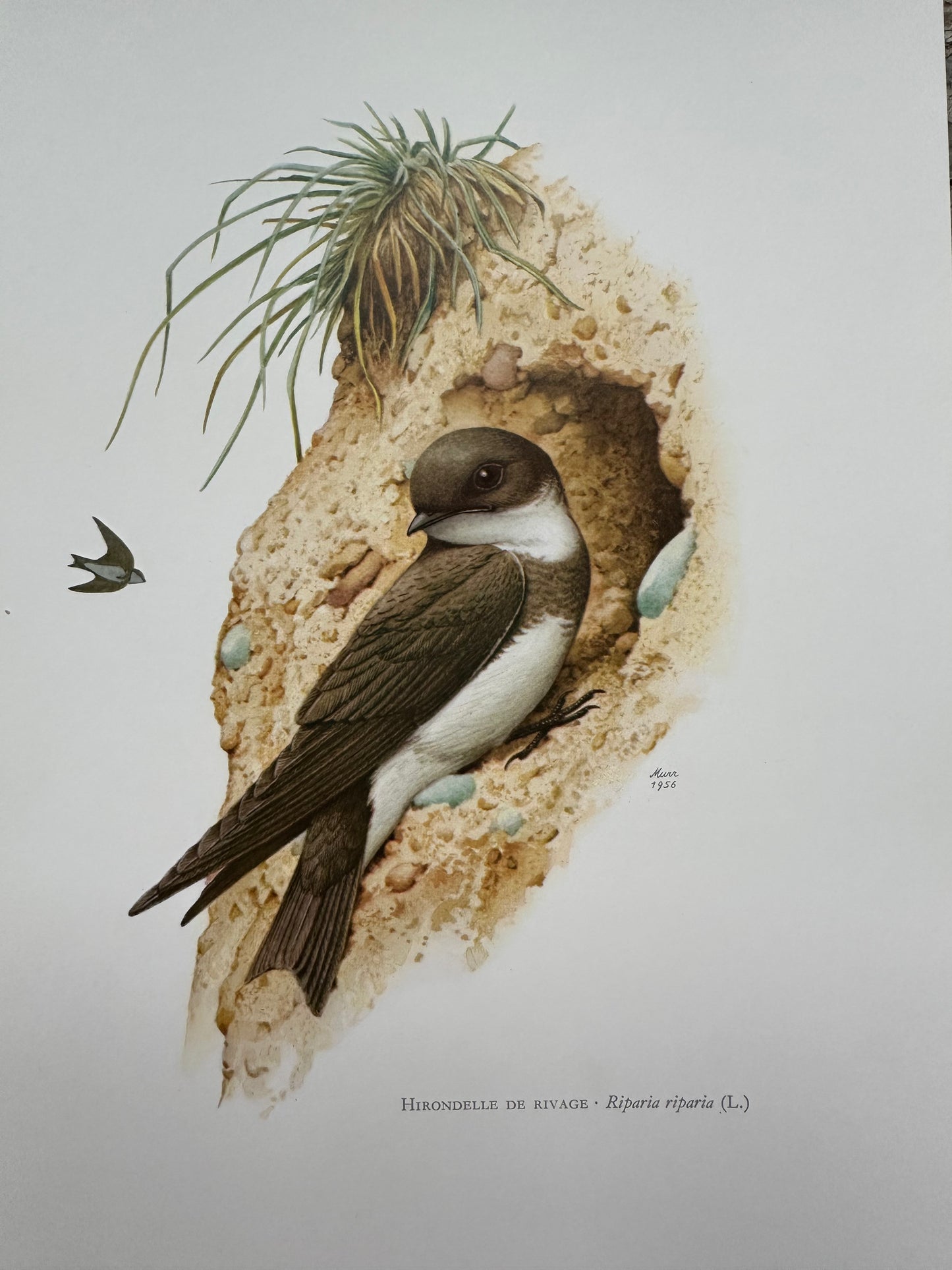 Hirondelle de rivage