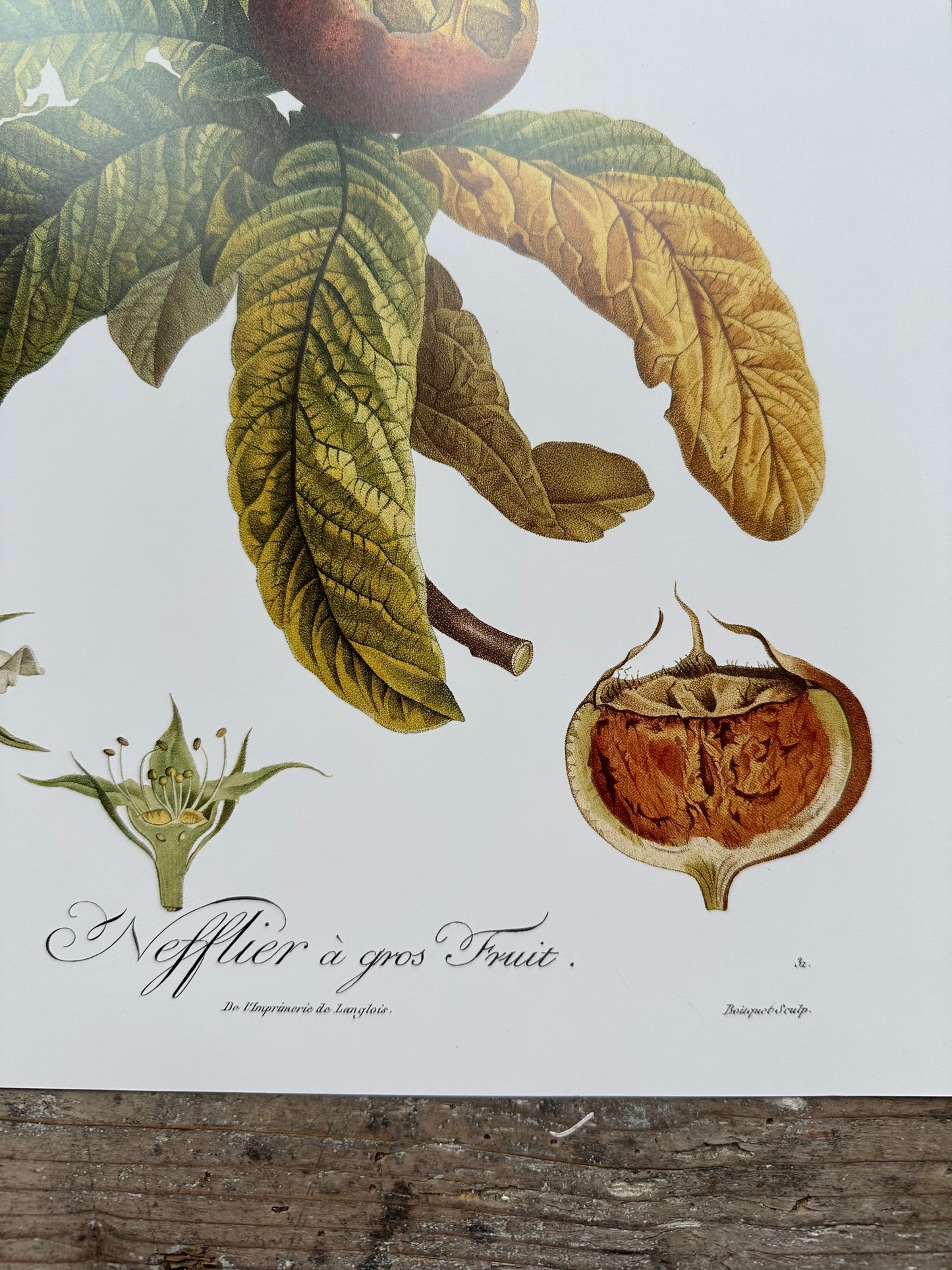 Néflier à gros fruit