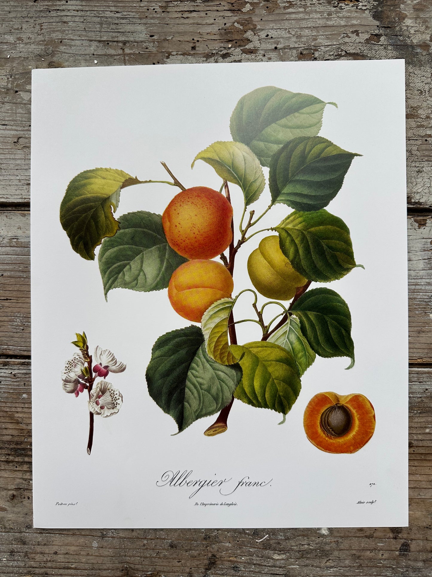 Albergier franc