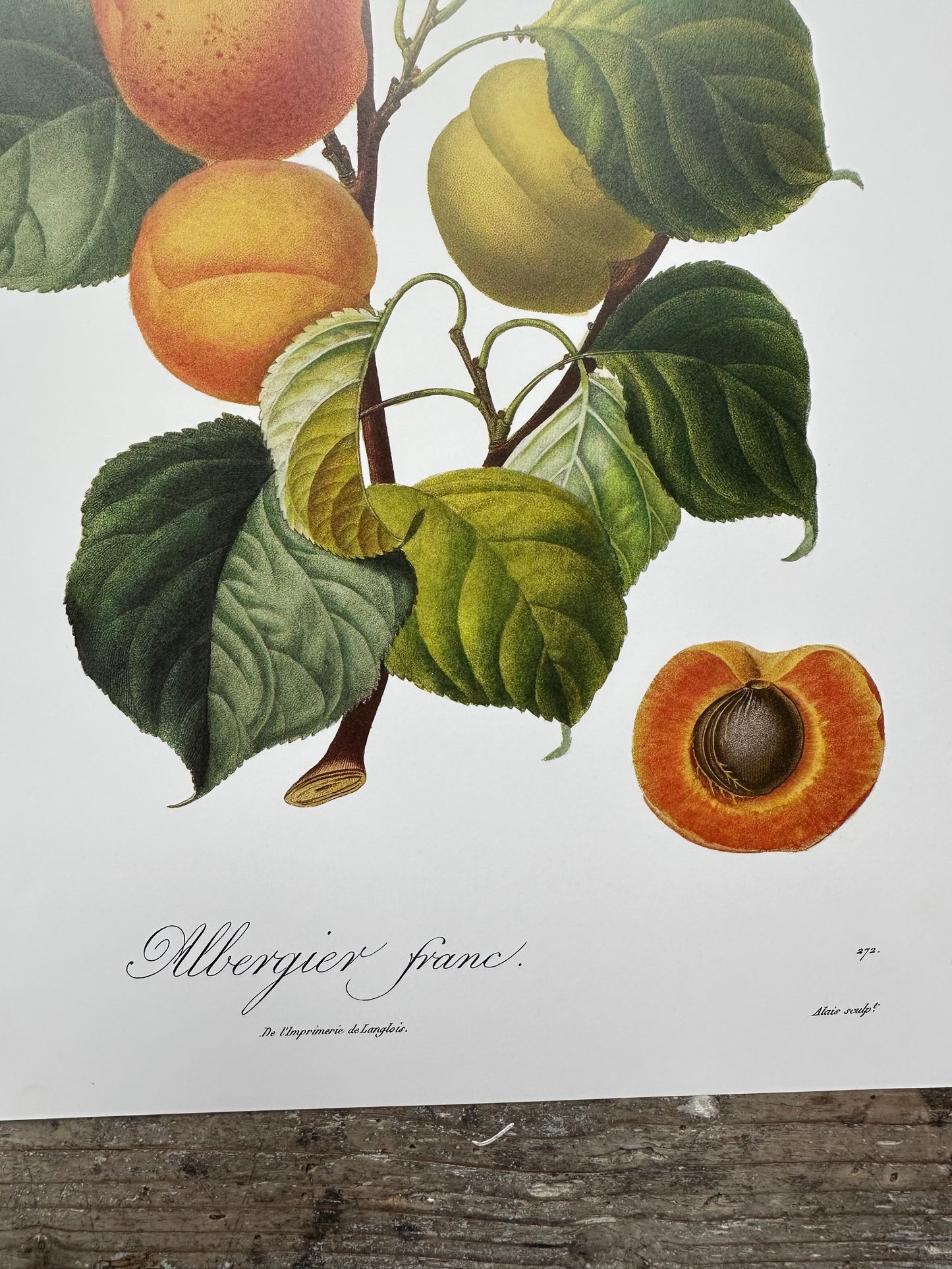 Albergier franc