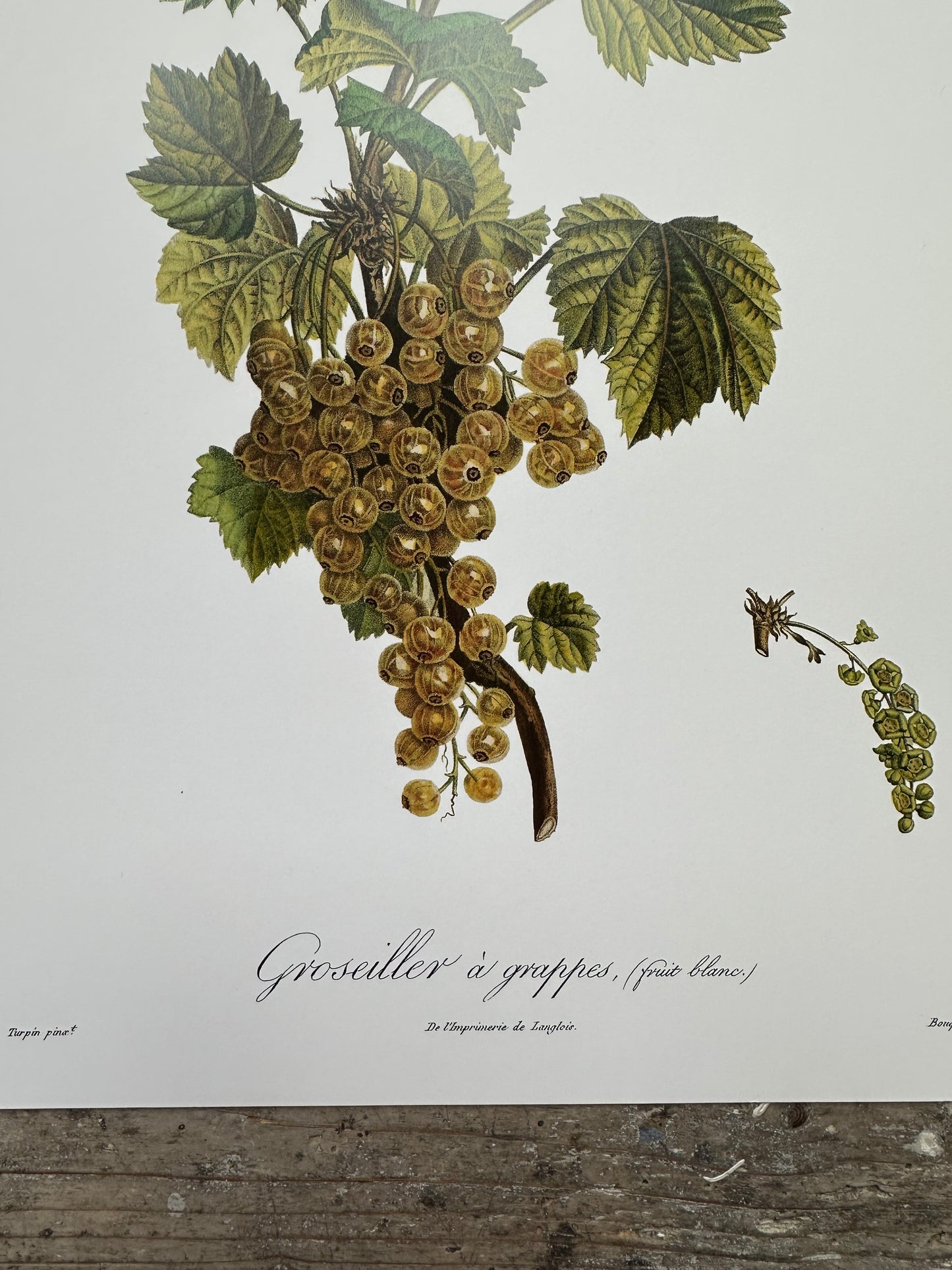 Groseiller à grappes