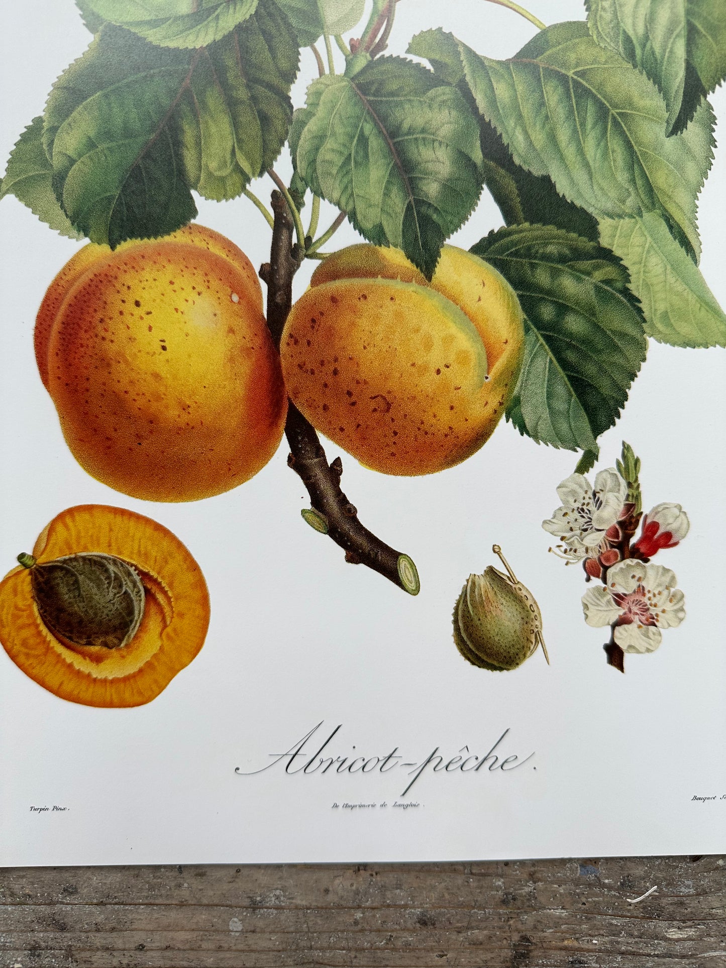 Abricot pêche