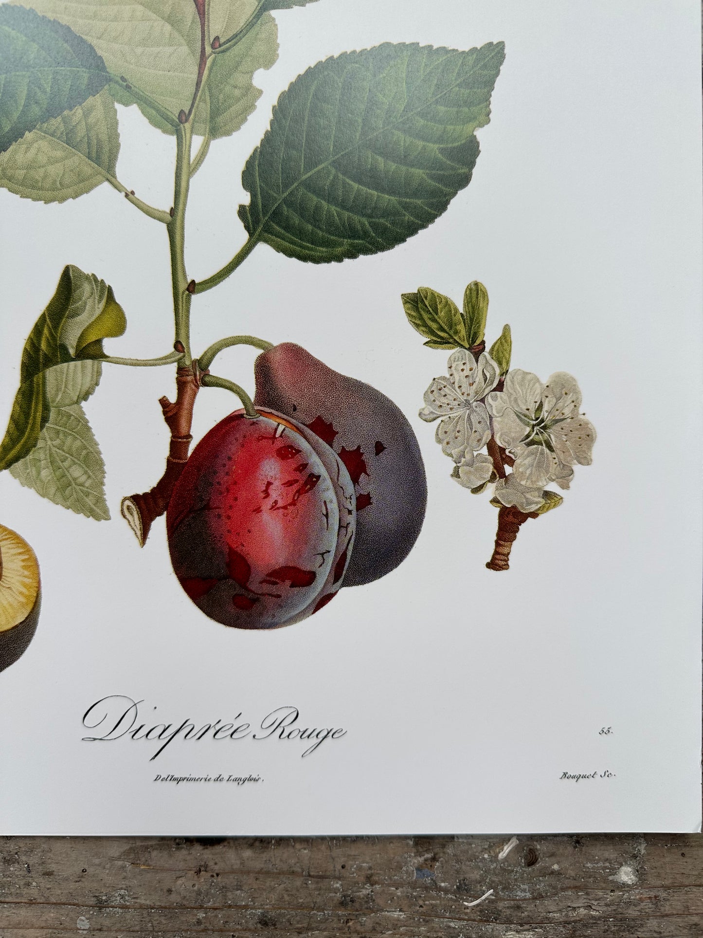 Diaprée rouge