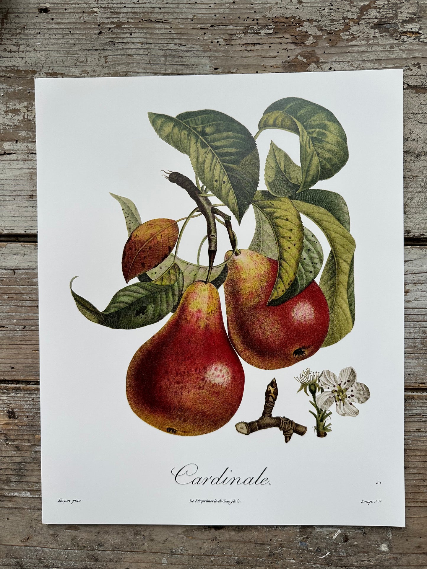 Cardinale