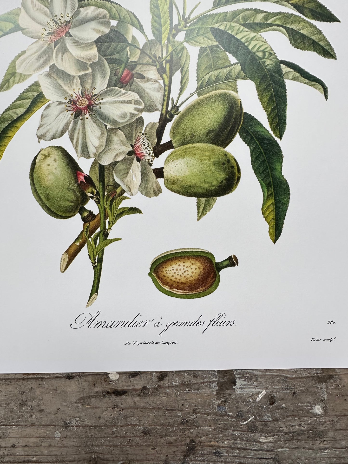 Amandier à grandes feuilles