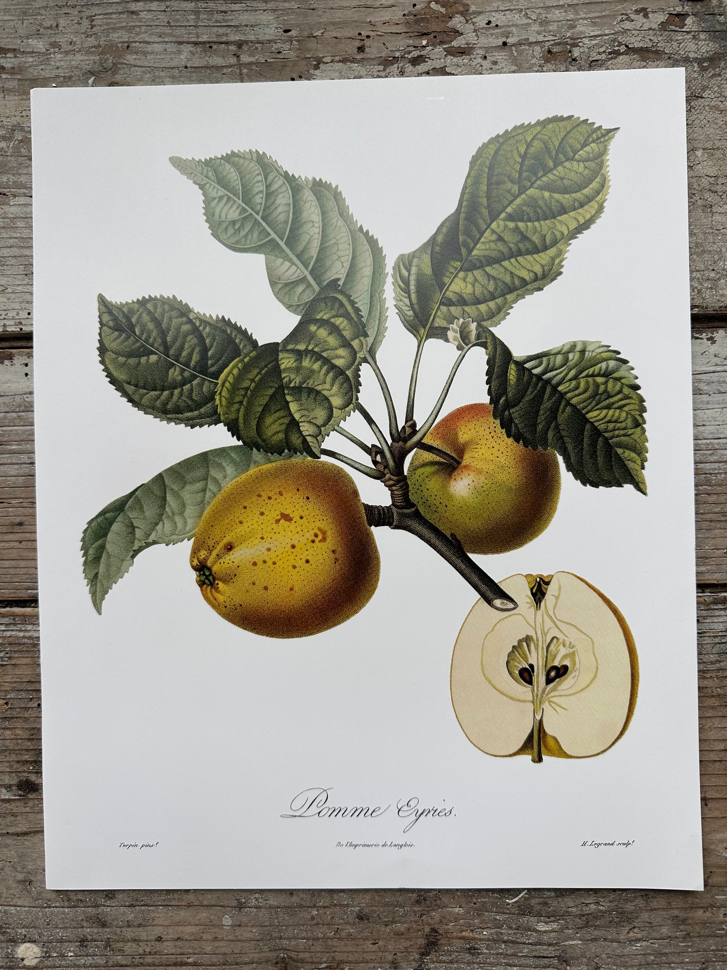 Pomme eyries