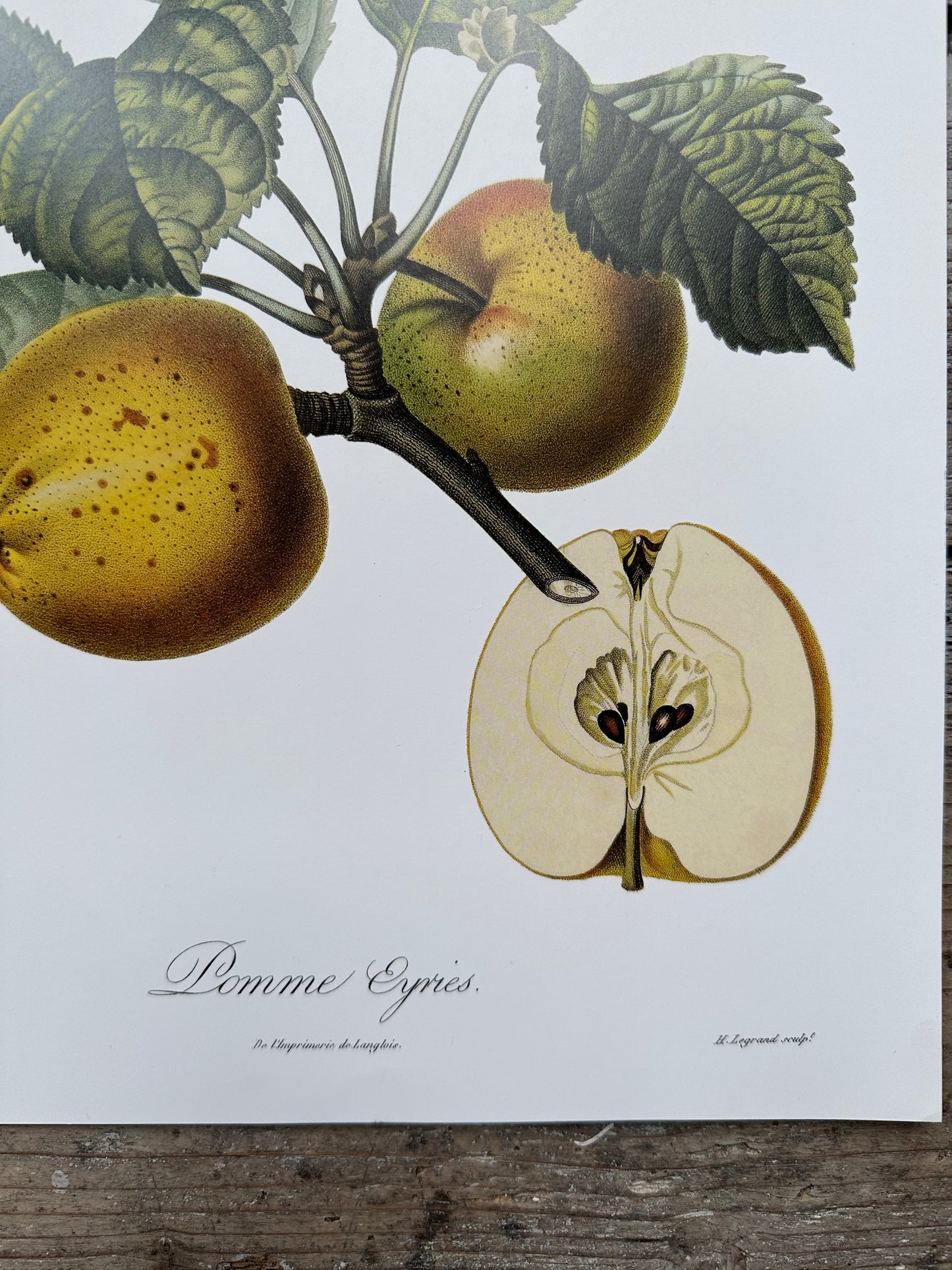 Pomme eyries