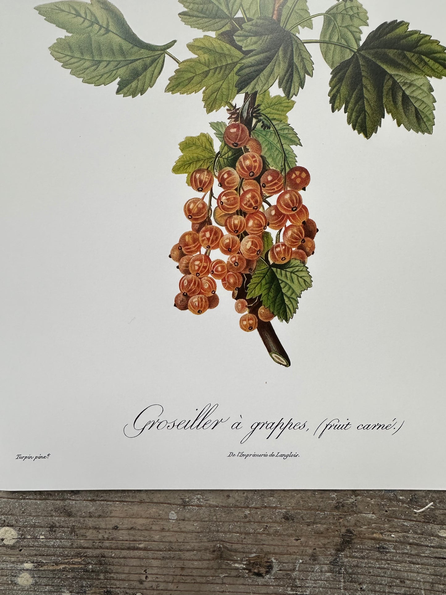 Groseiller à grappes