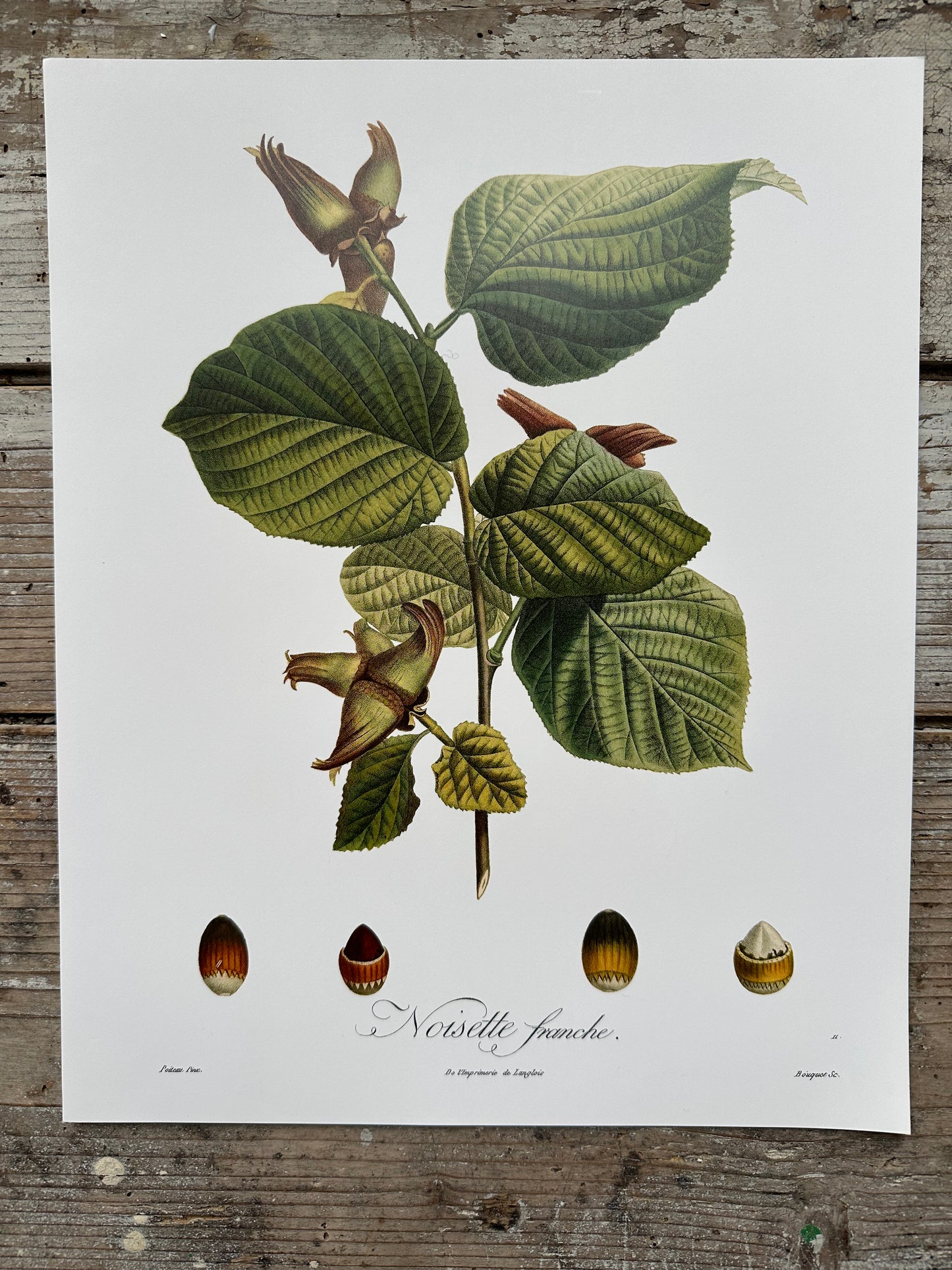 Noisette franche
