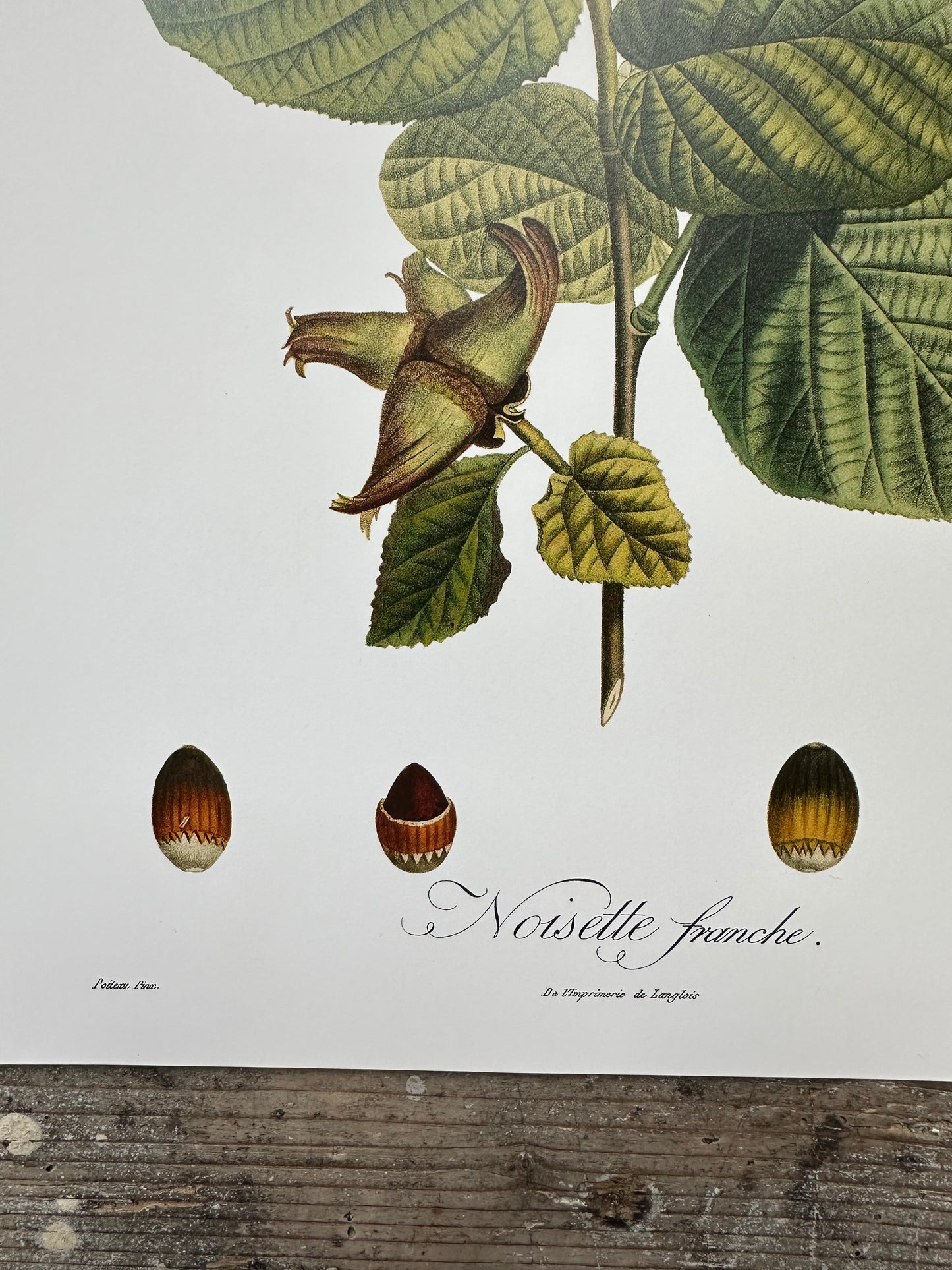 Noisette franche